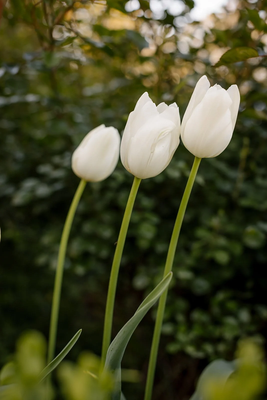 AshleyJames_Shoot4Oct22-83_websize (3).jpg