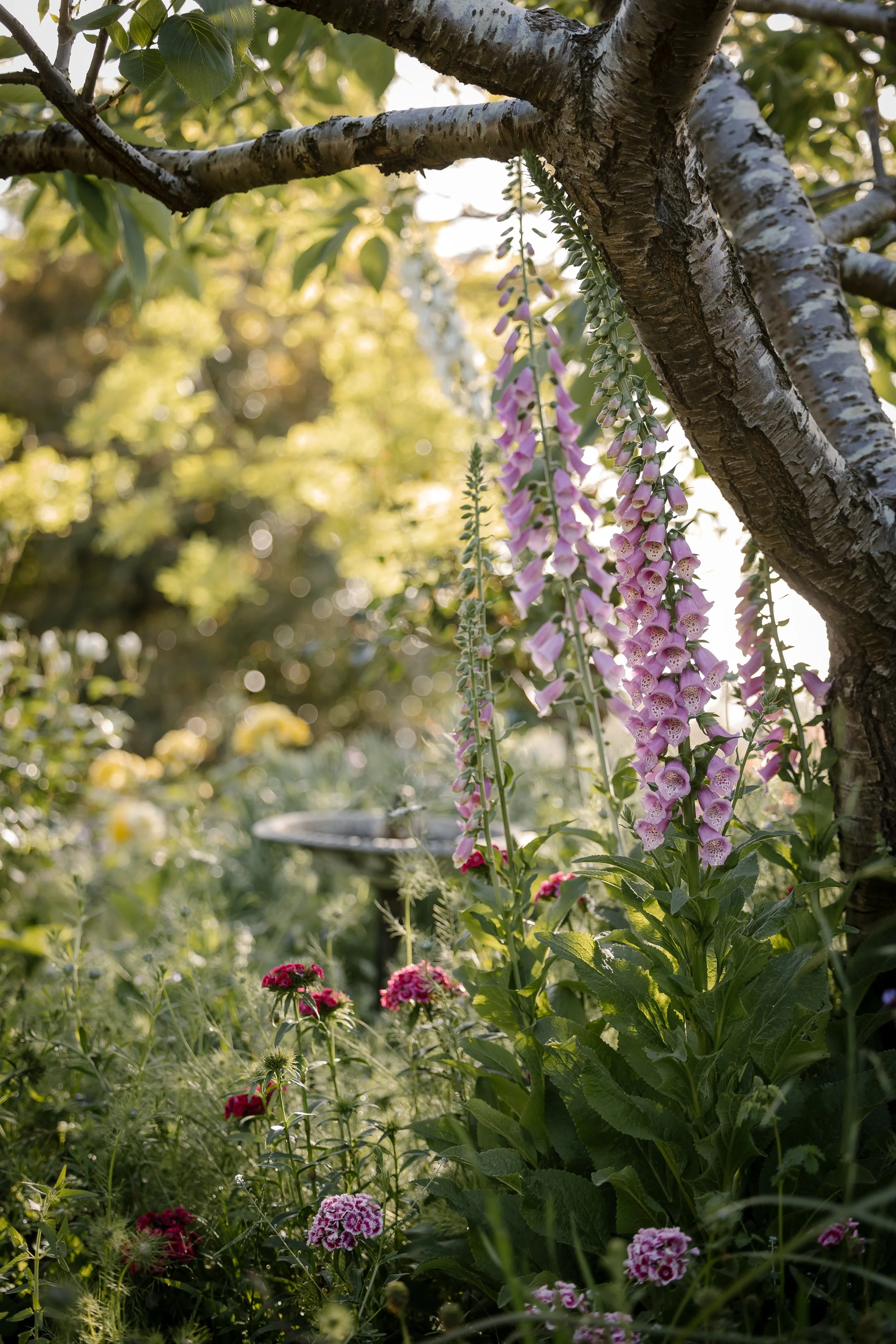 AJG_Oct31_Shoot-63 (1).jpg