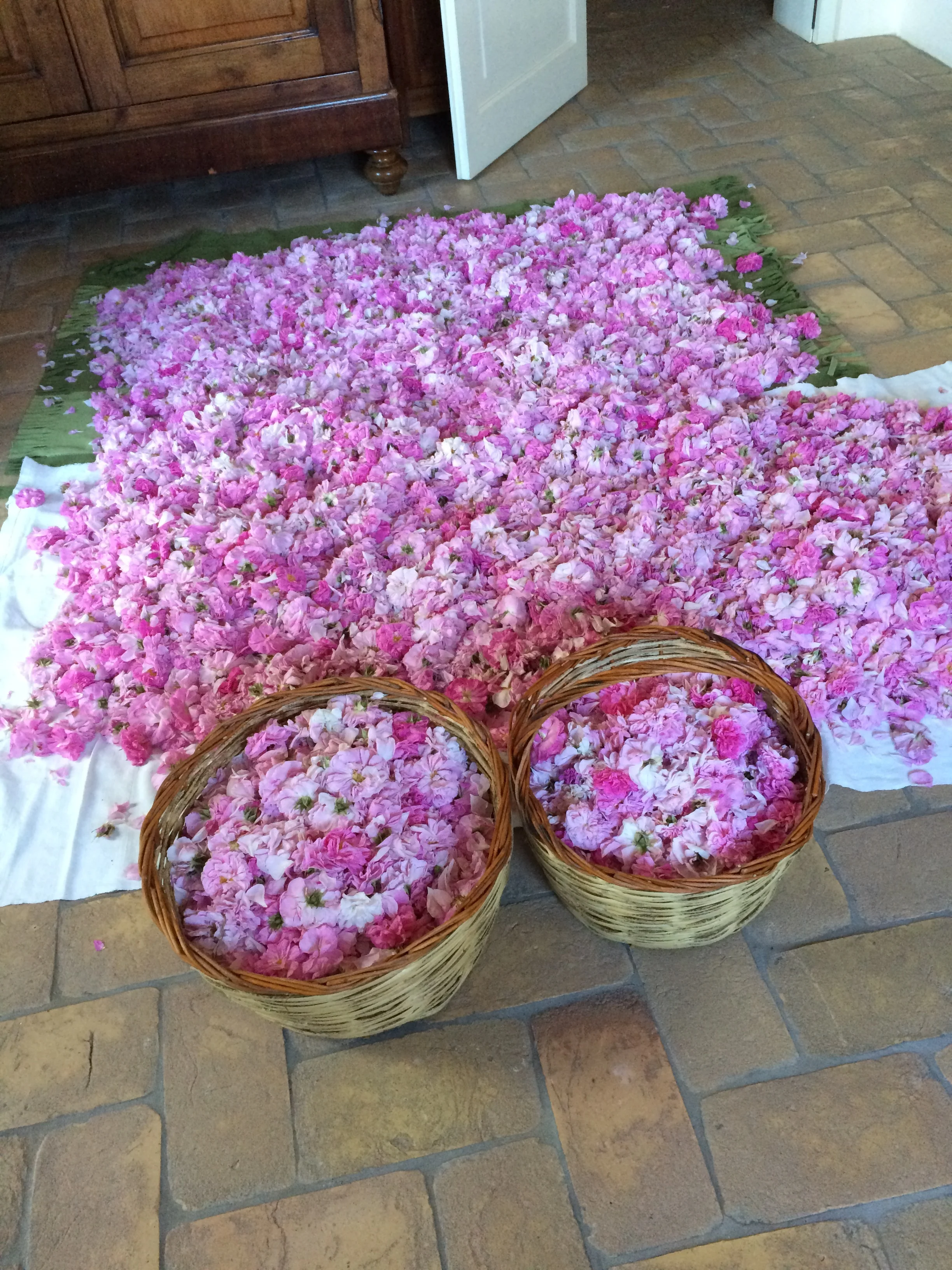 Petali di Rosa