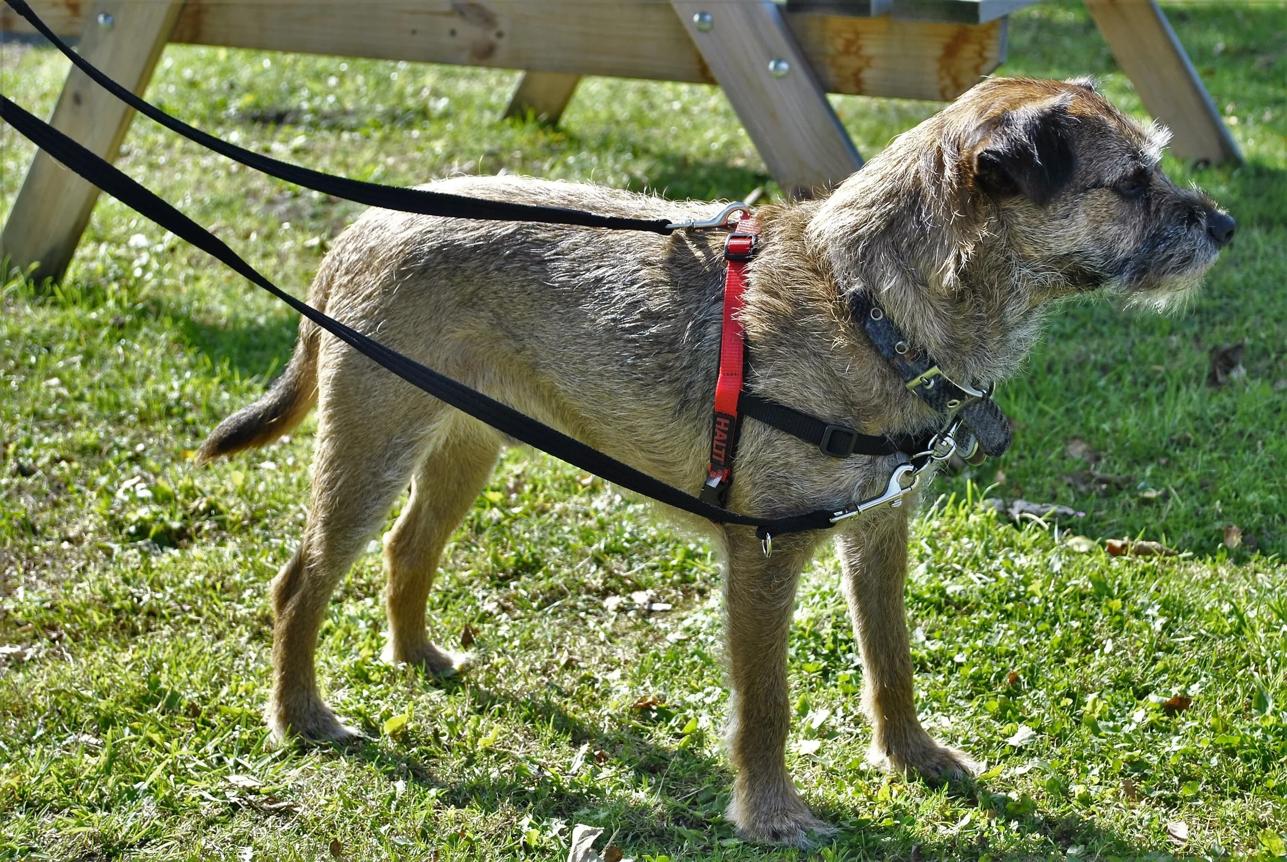 Halti FrontAttaching Harness Company Of Animals — Northwich Pet Shop