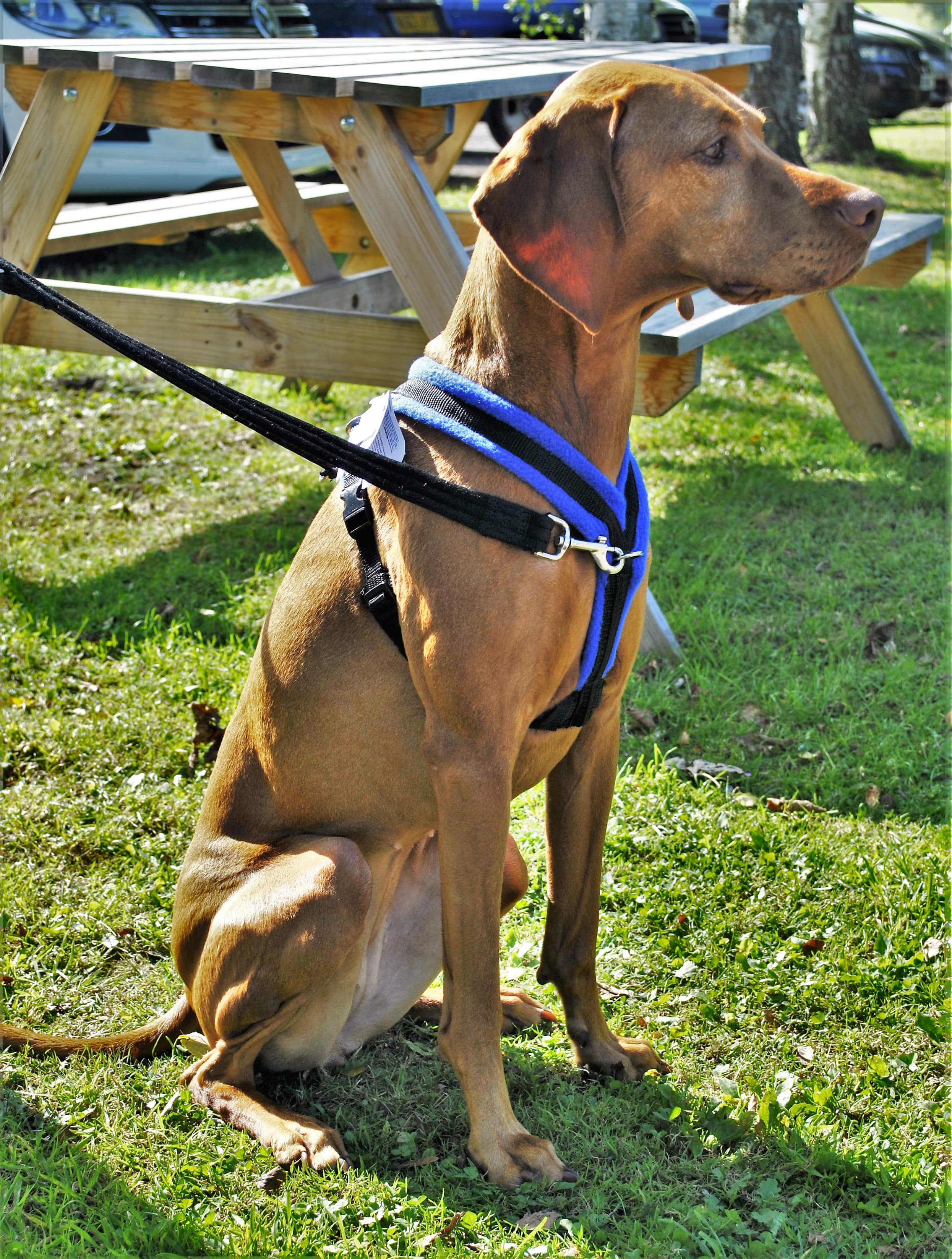 Fleece FrontAttaching Harness Cosy Dog — Northwich Pet Shop Ginger