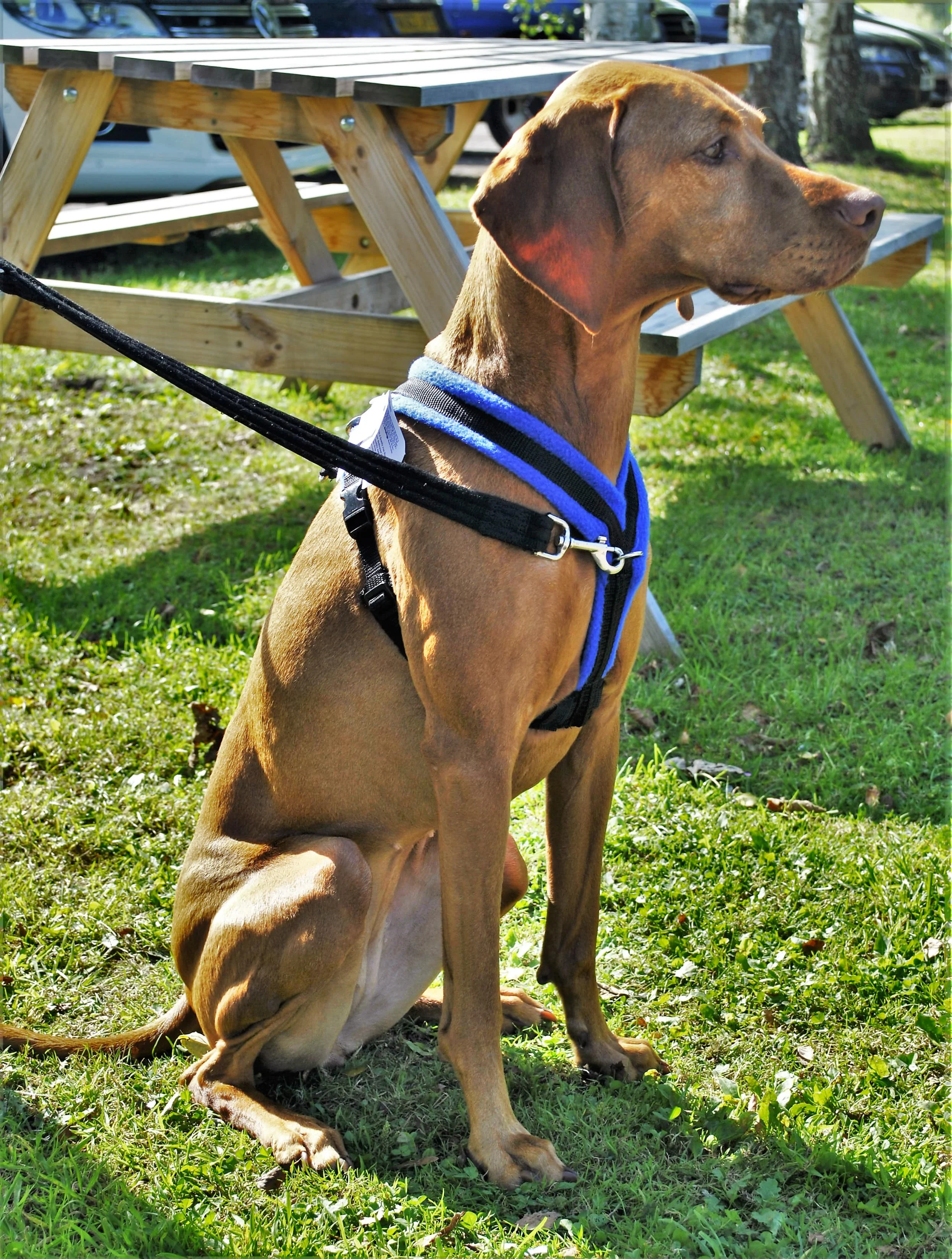 Fleece FrontAttaching Harness Cosy Dog — Northwich Pet Shop Ginger