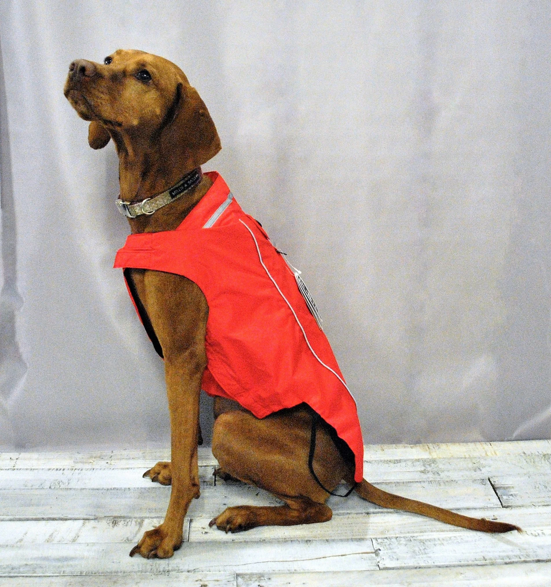 buster dog raincoat