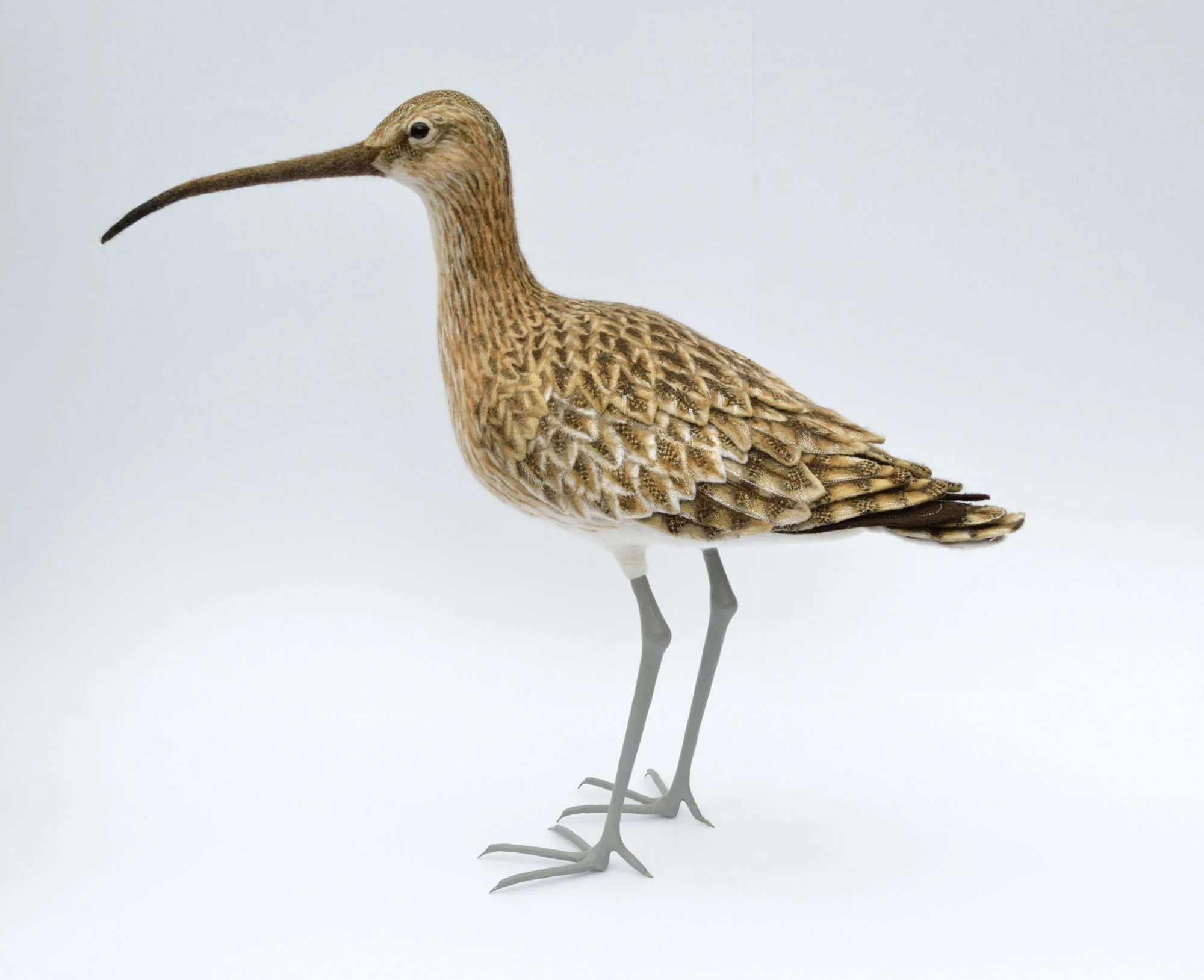 Curlew