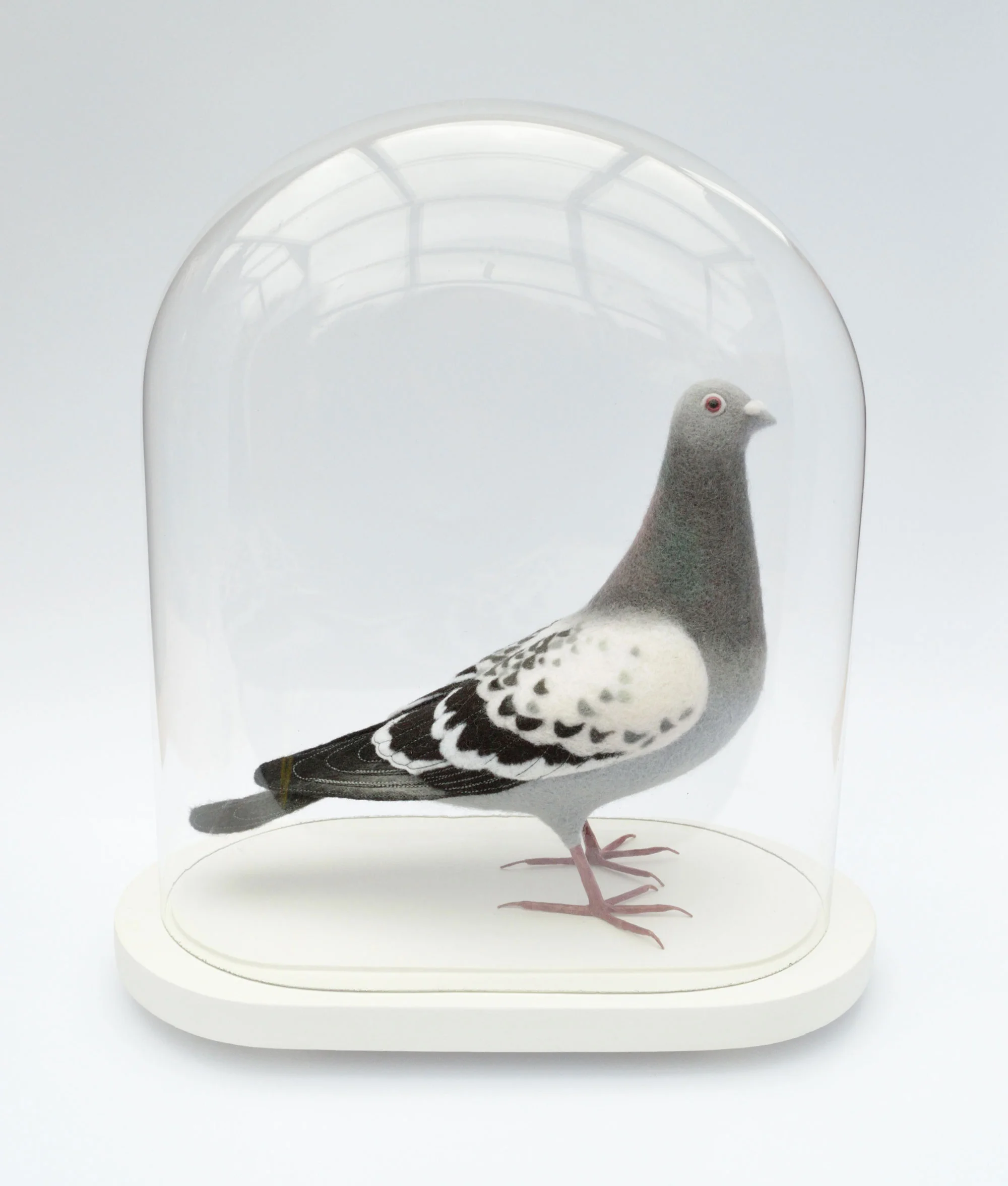 Feral Pigeon (in dome)