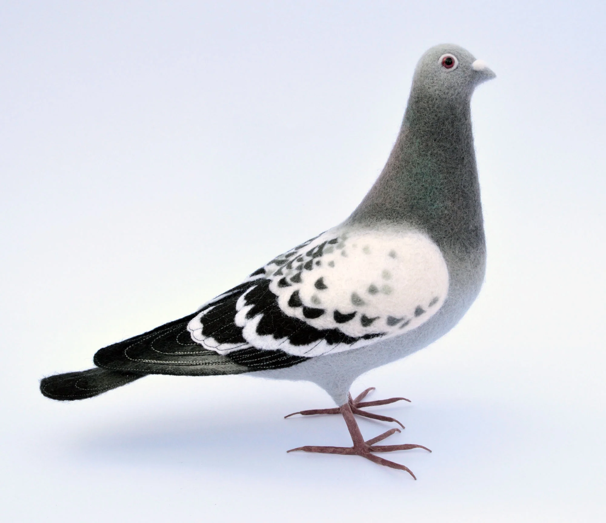 Feral Pigeon