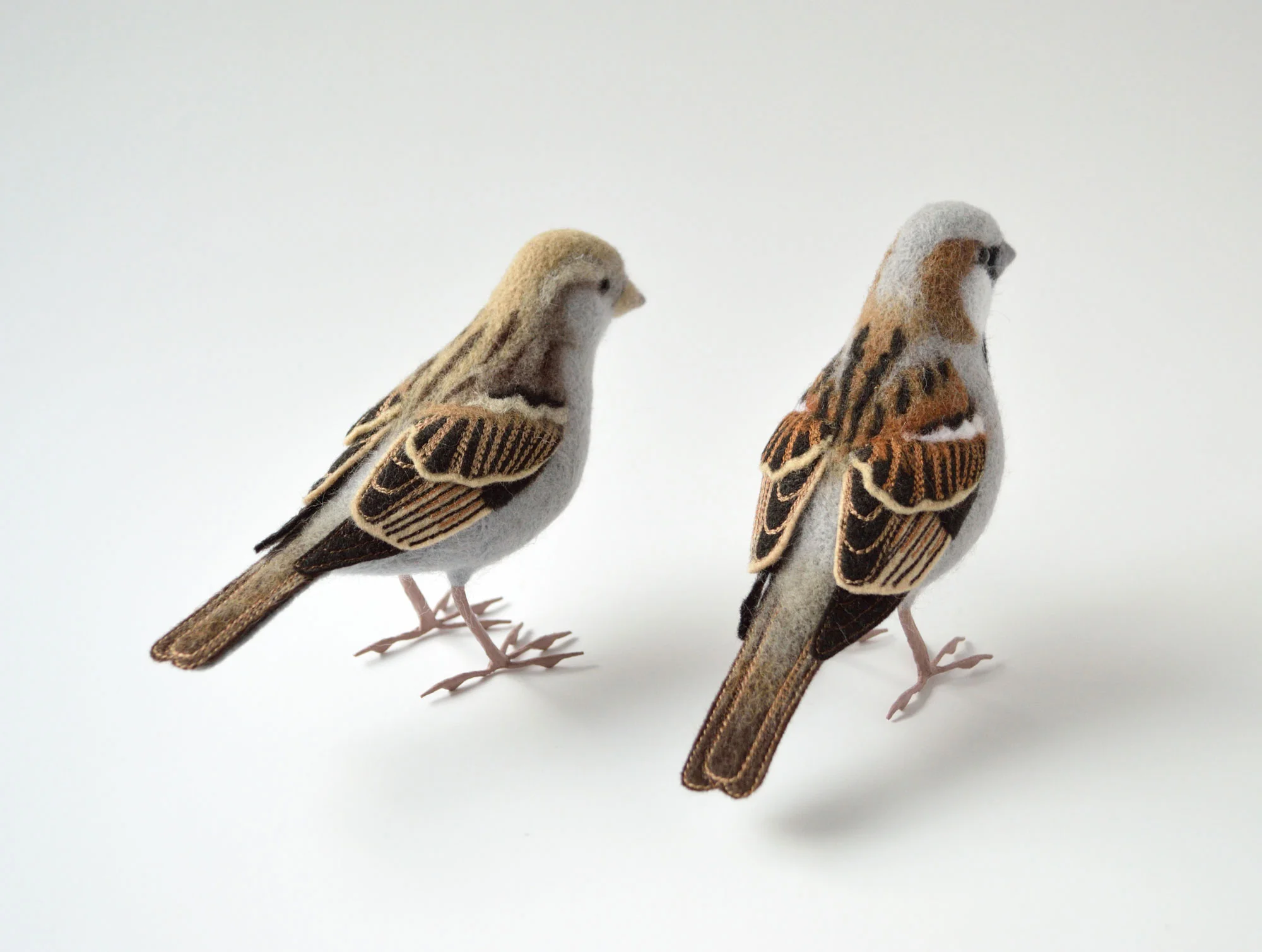 House Sparrows