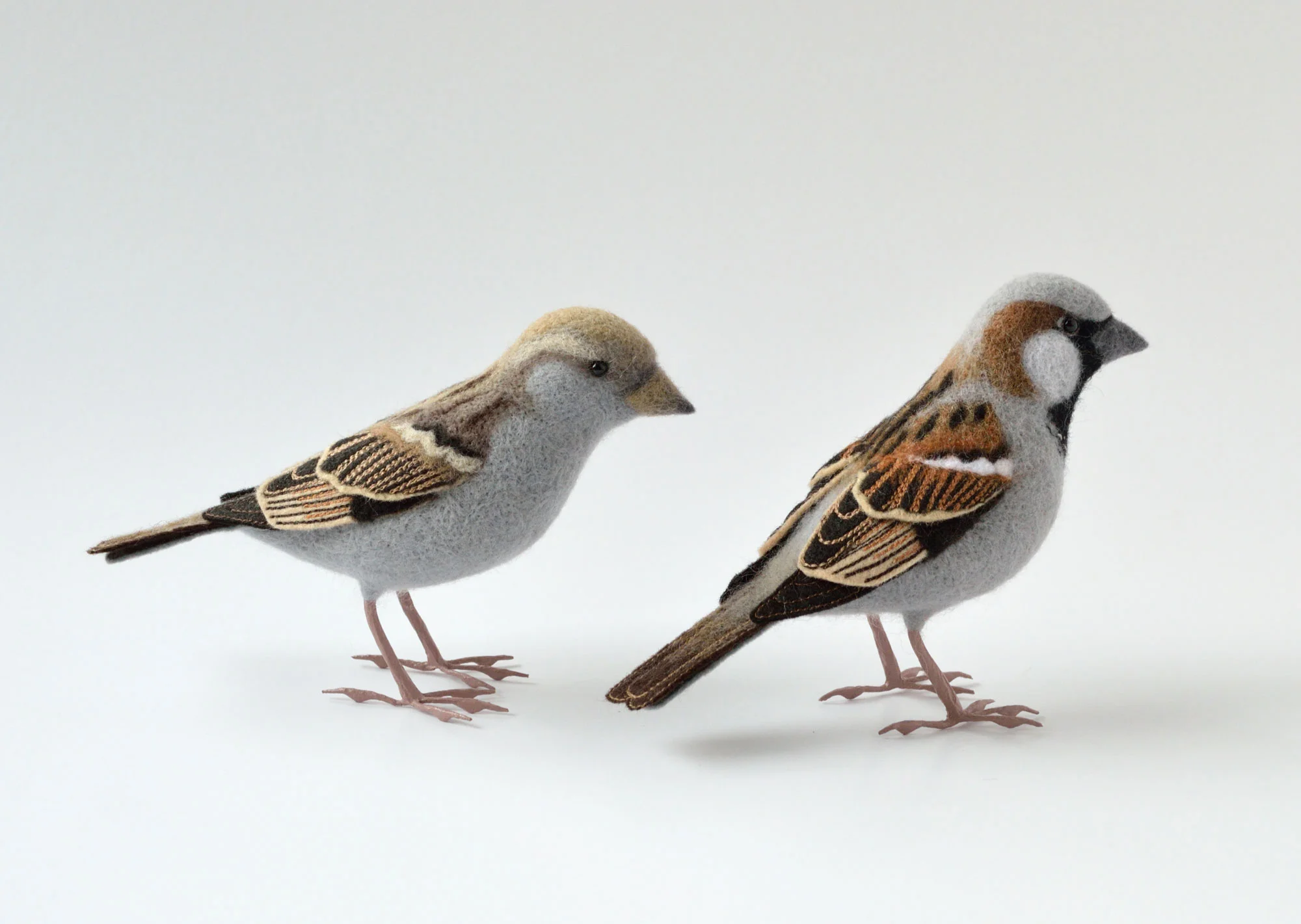 House Sparrows