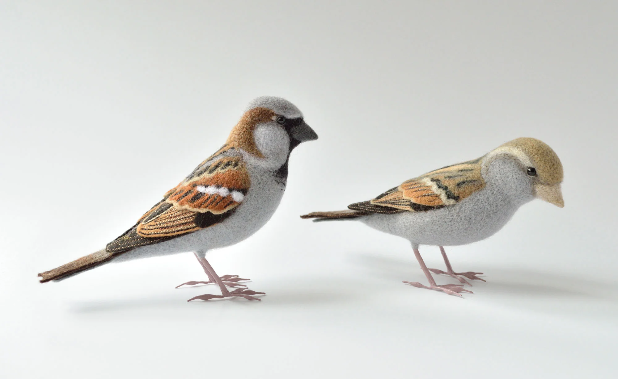 House Sparrow
