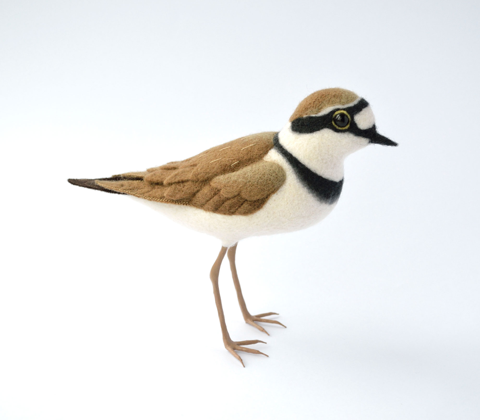 Little Ringed Plover