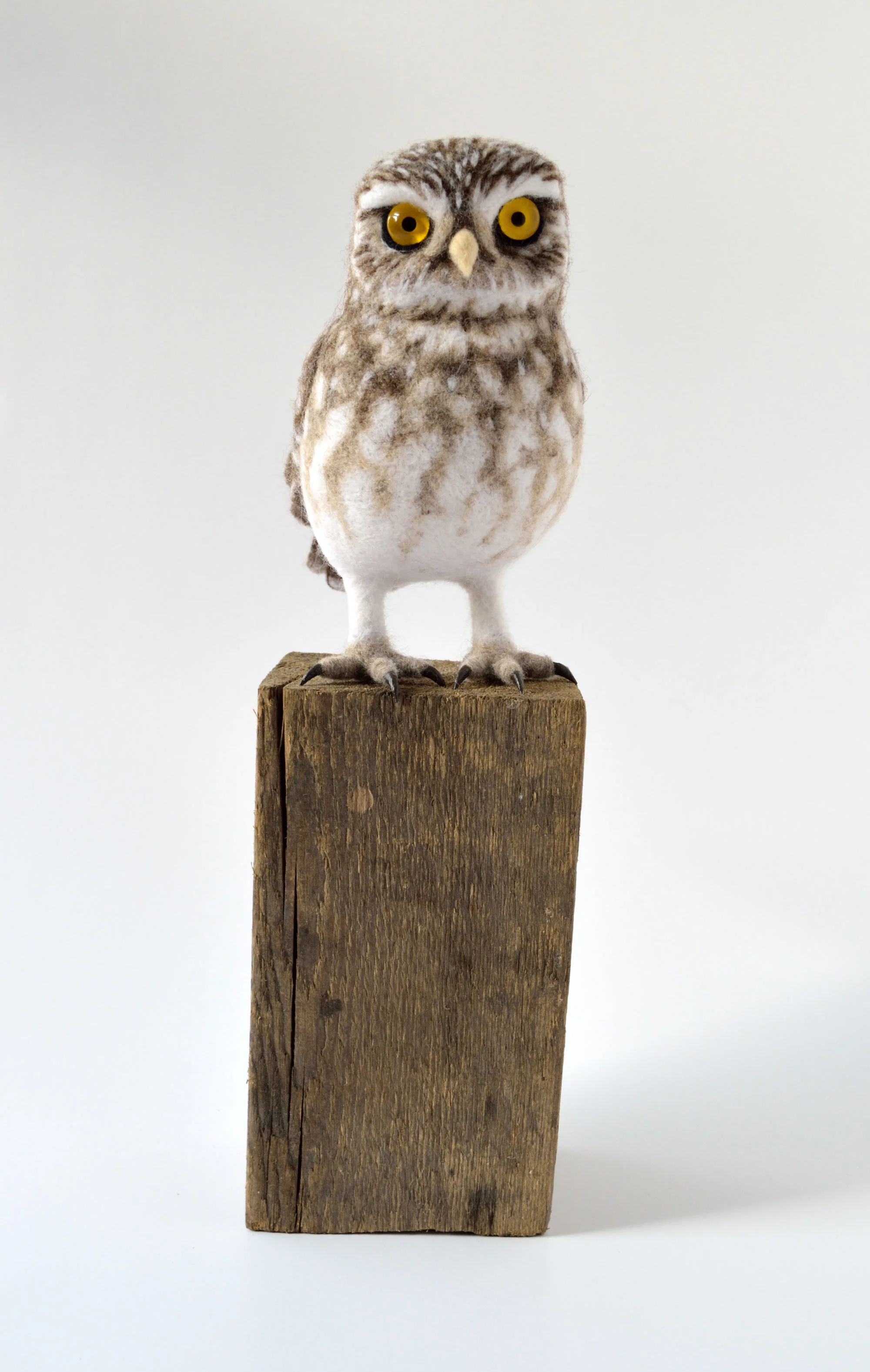 Little Owl