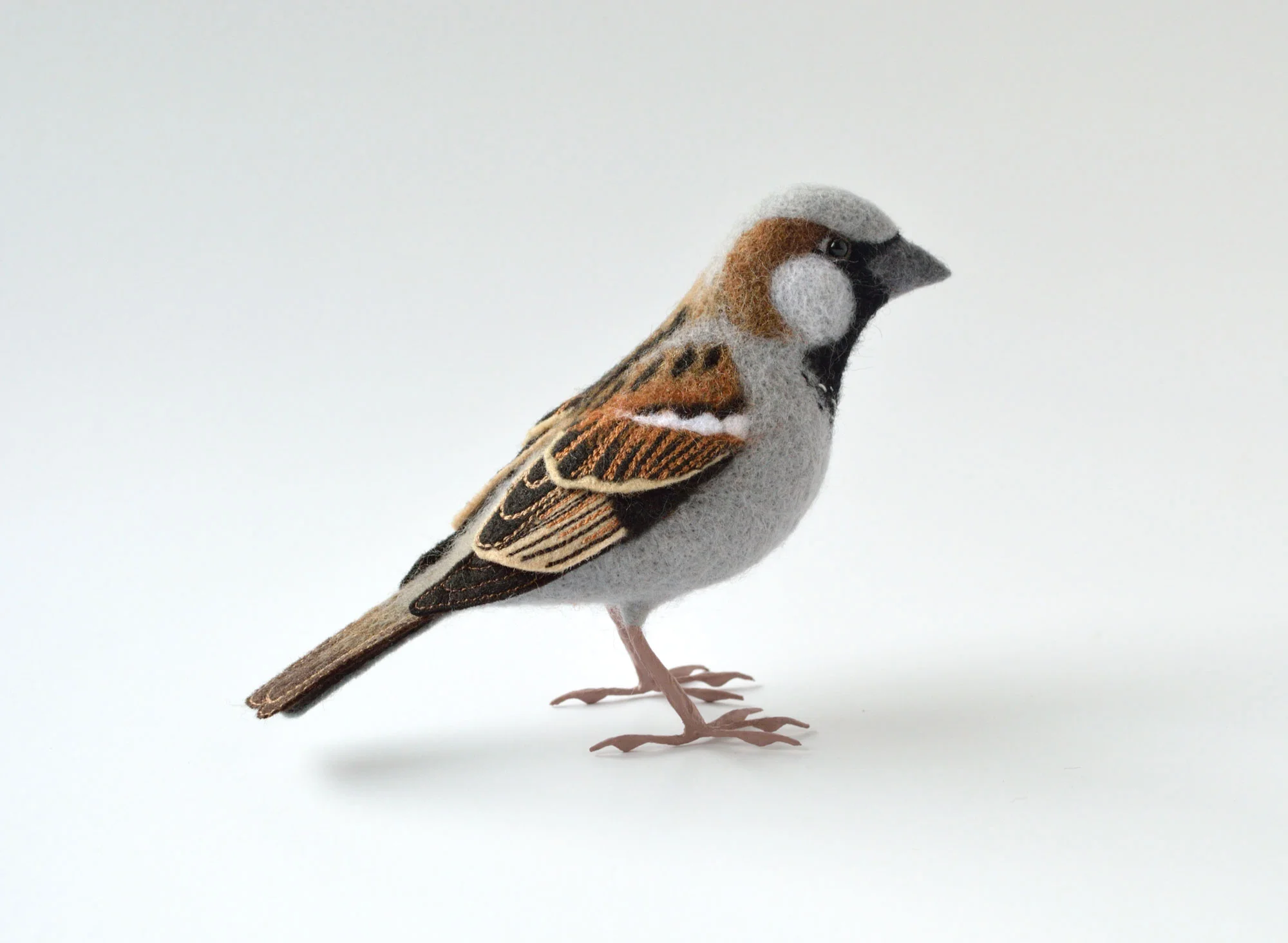 Male House Sparrow