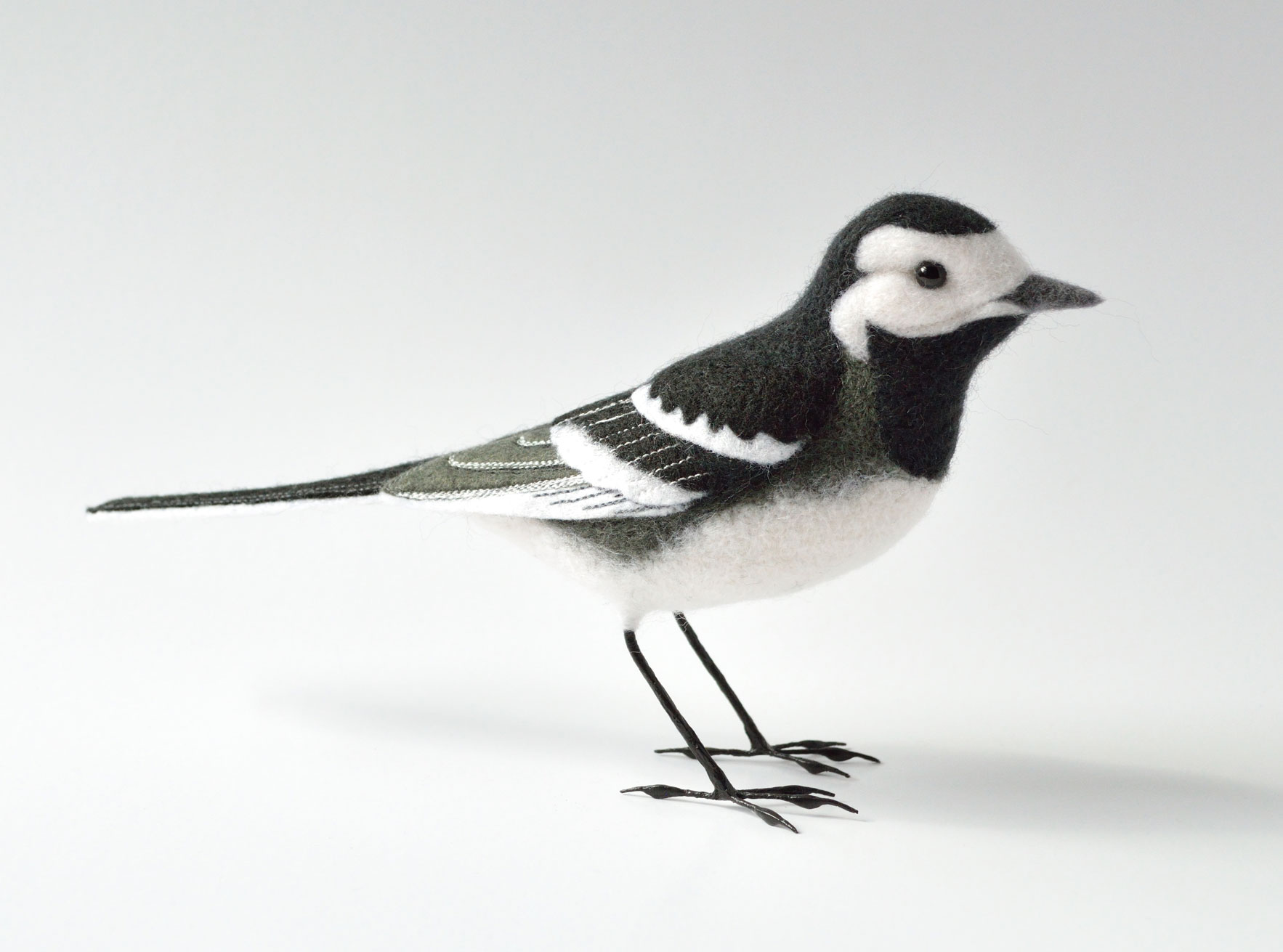 Pied Wagtail