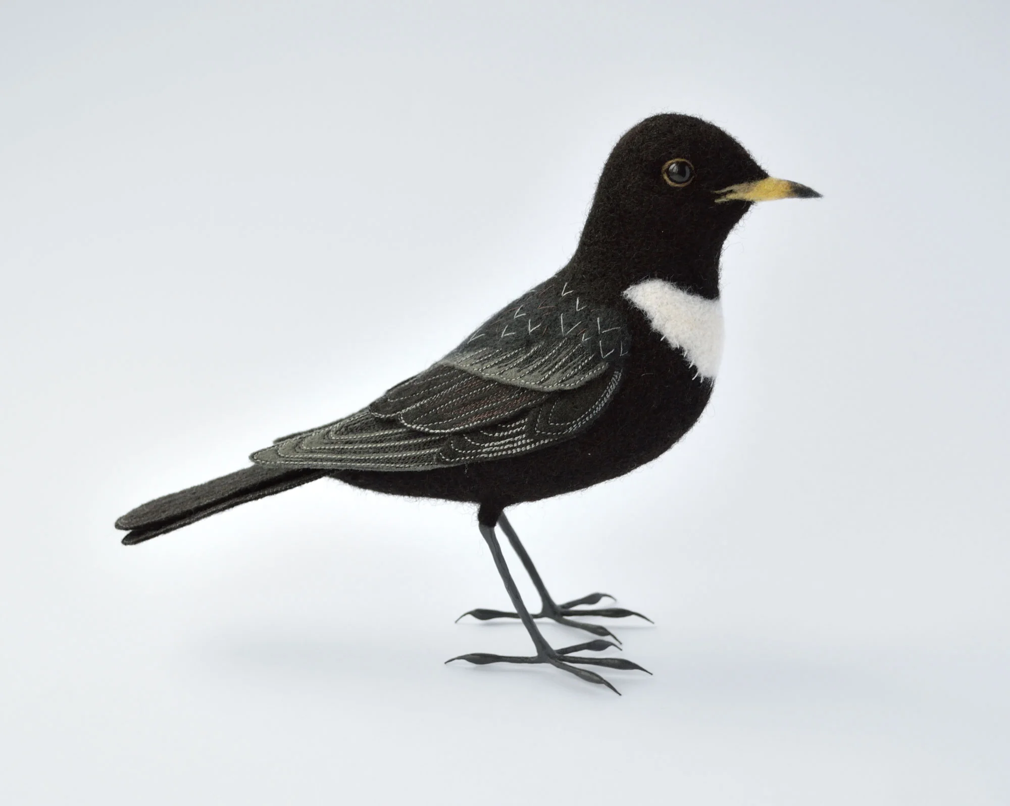 Ring Ouzel