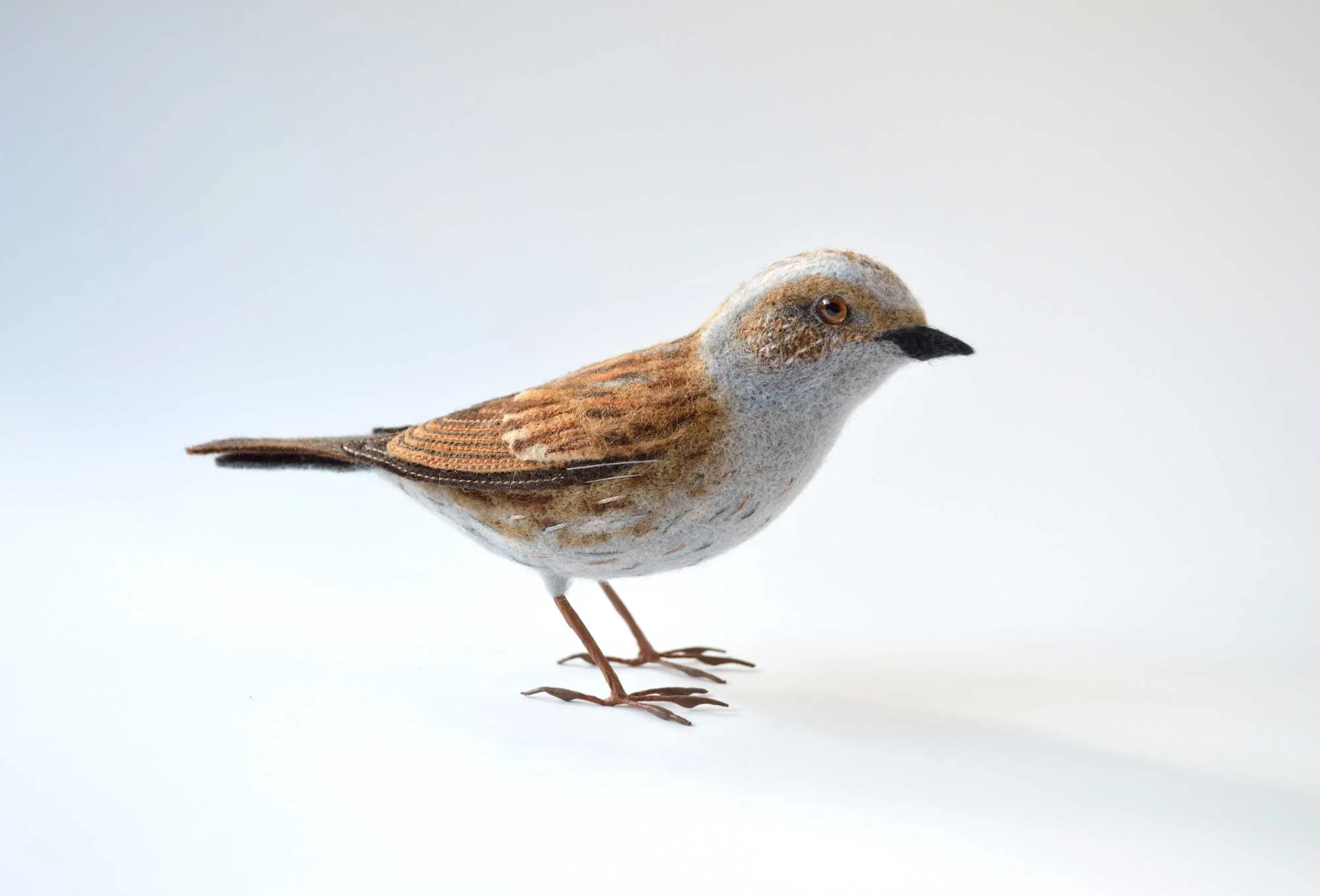 Dunnock