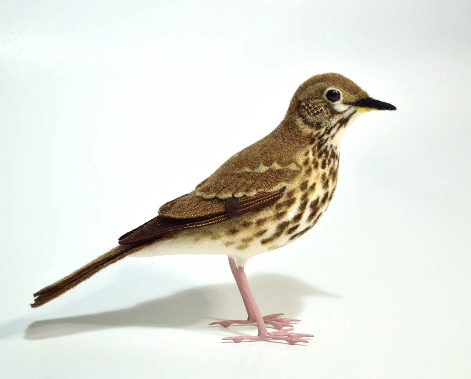 Song Thrush