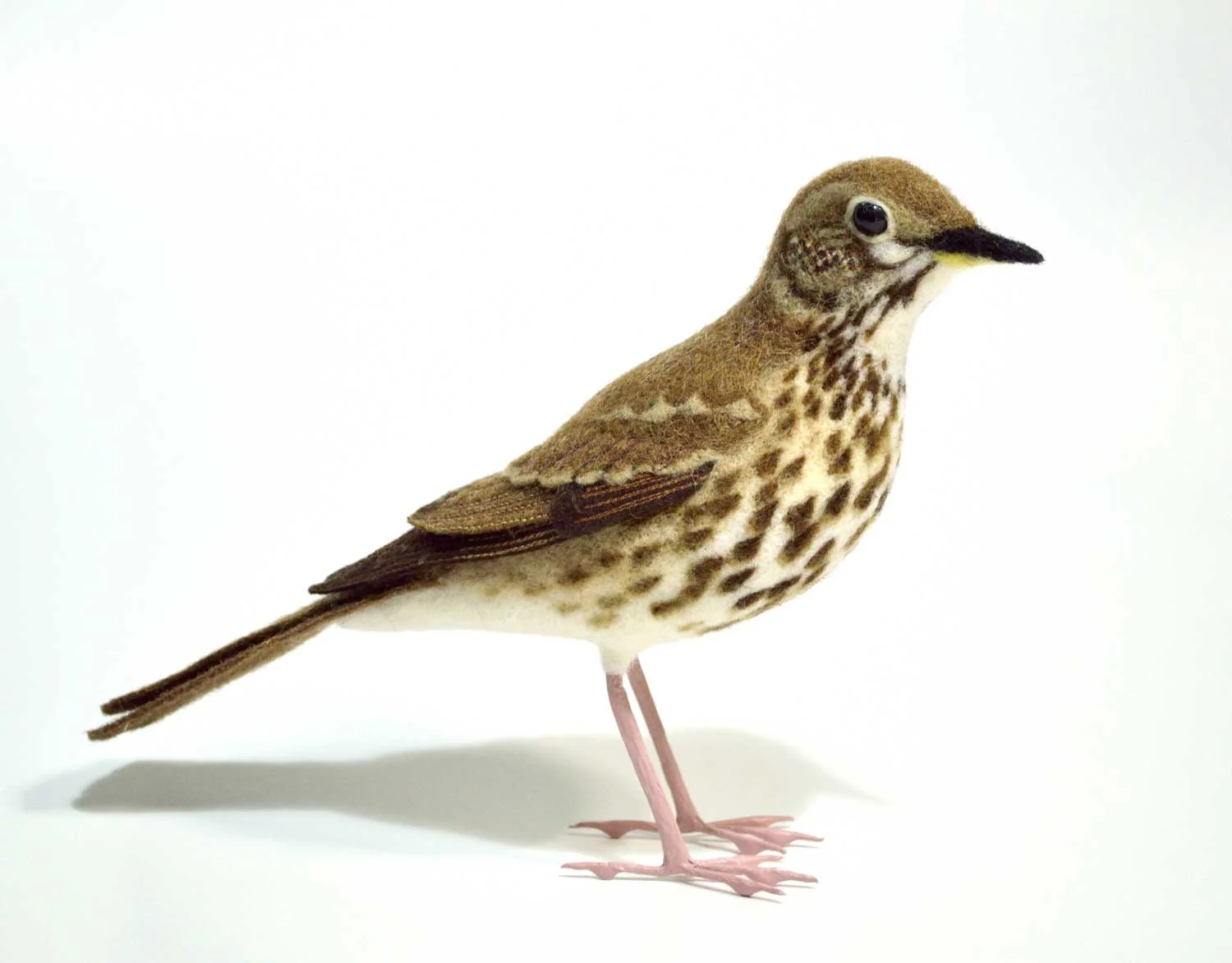Song Thrush