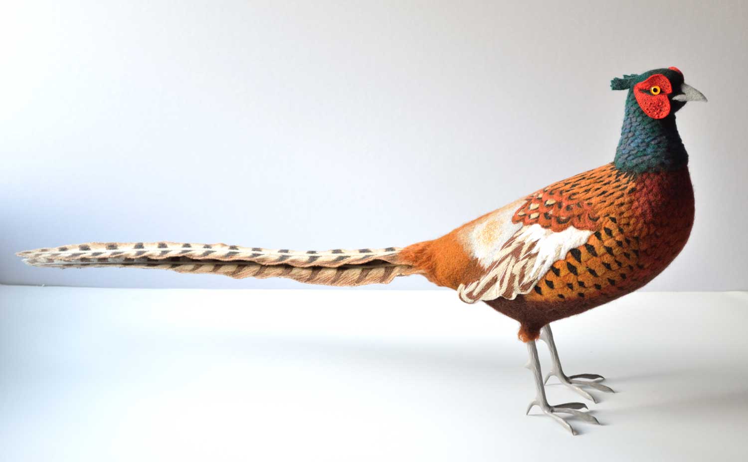 Male Pheasant
