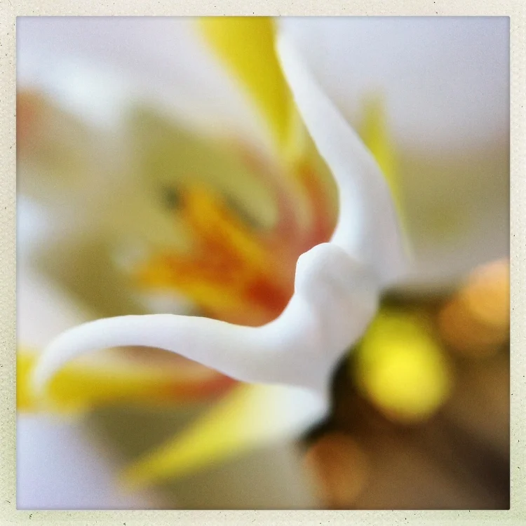 orchid picture.jpg