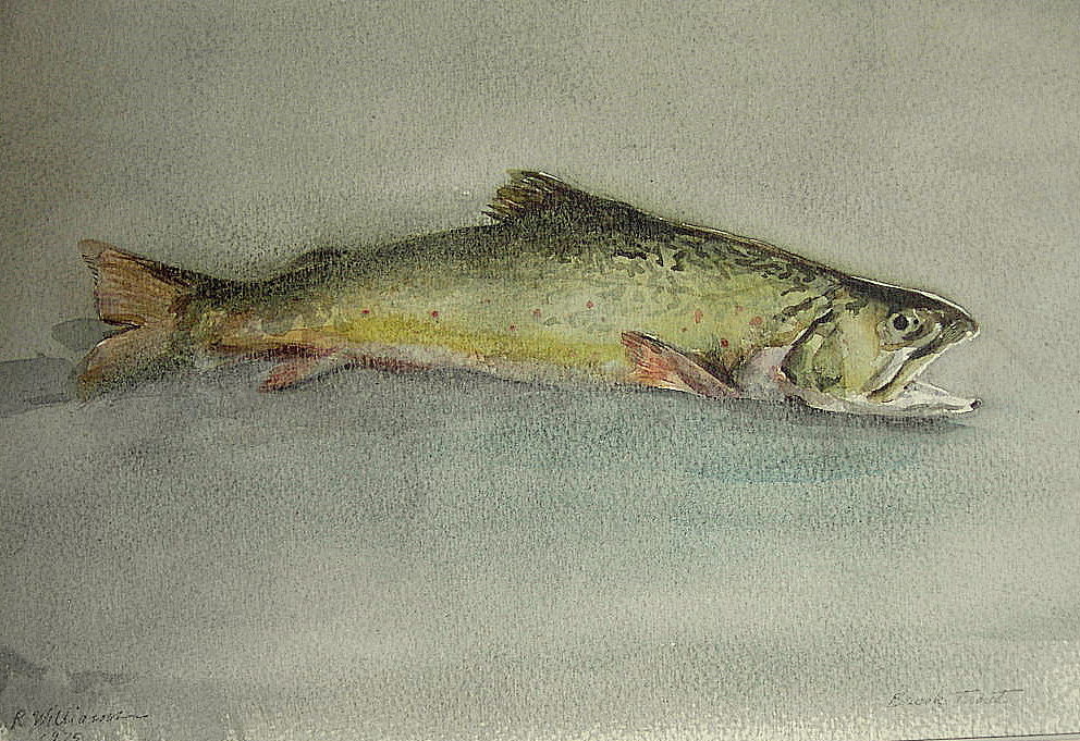 Native Brookie