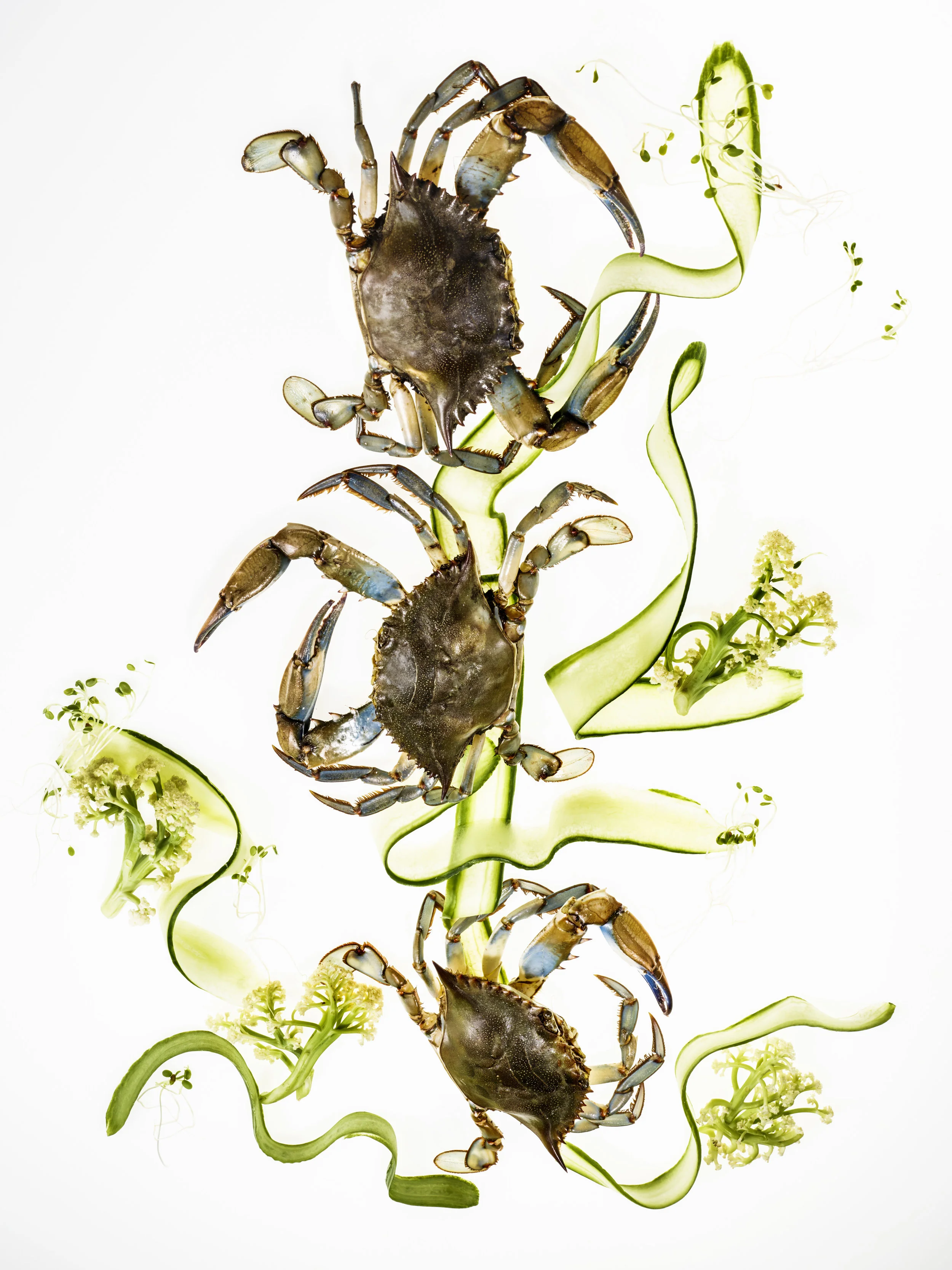blue crabs.jpg