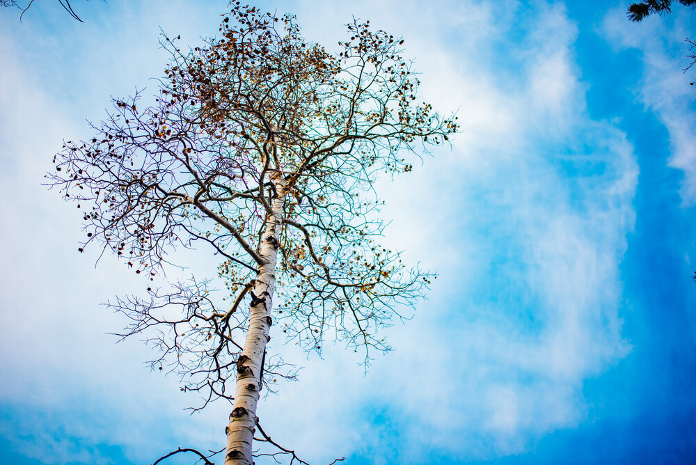 A lone aspen stands majestic against crisp blue skies.