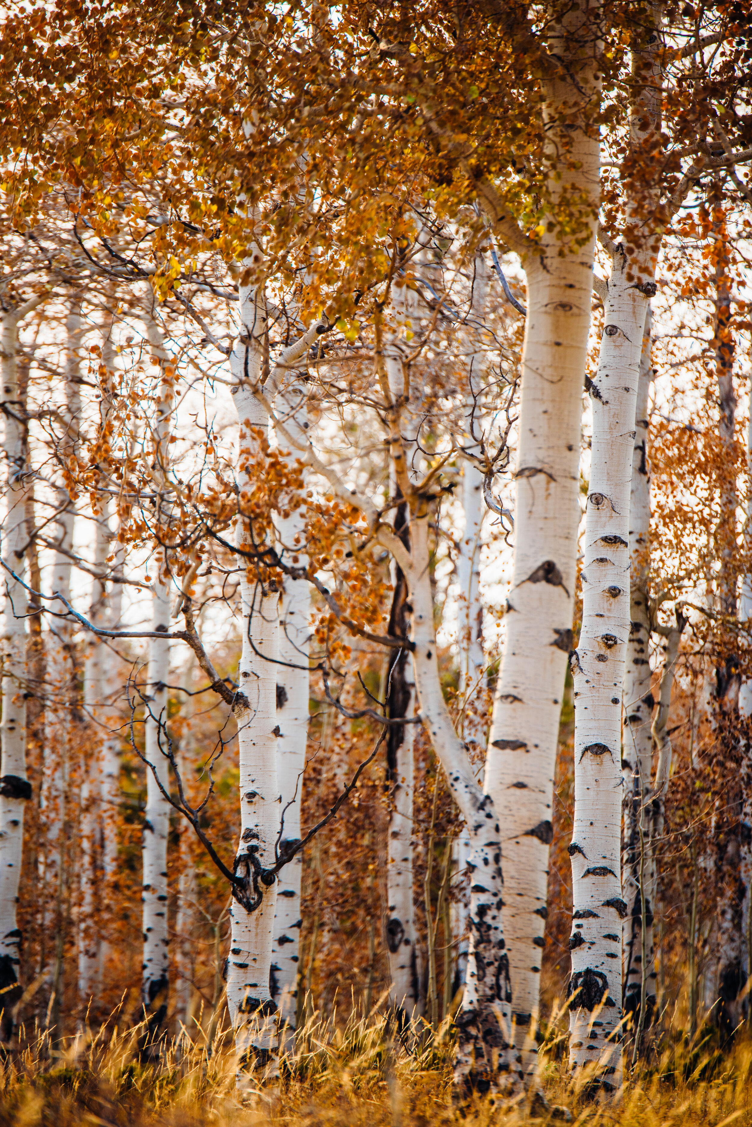 Nothing better than aspen in the fall.