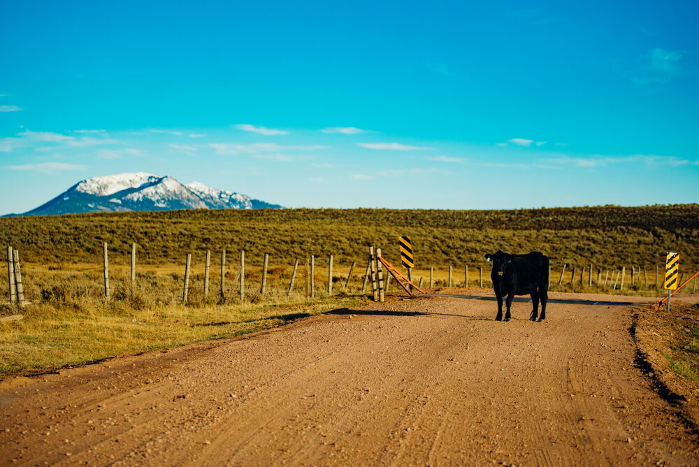 A cow stands blocking the road in a remote stretch of Idaho. I opted to take a bone-shattering dirt road that took me through gorgeous countryside. Ironically, passing through the "town" of Bone.