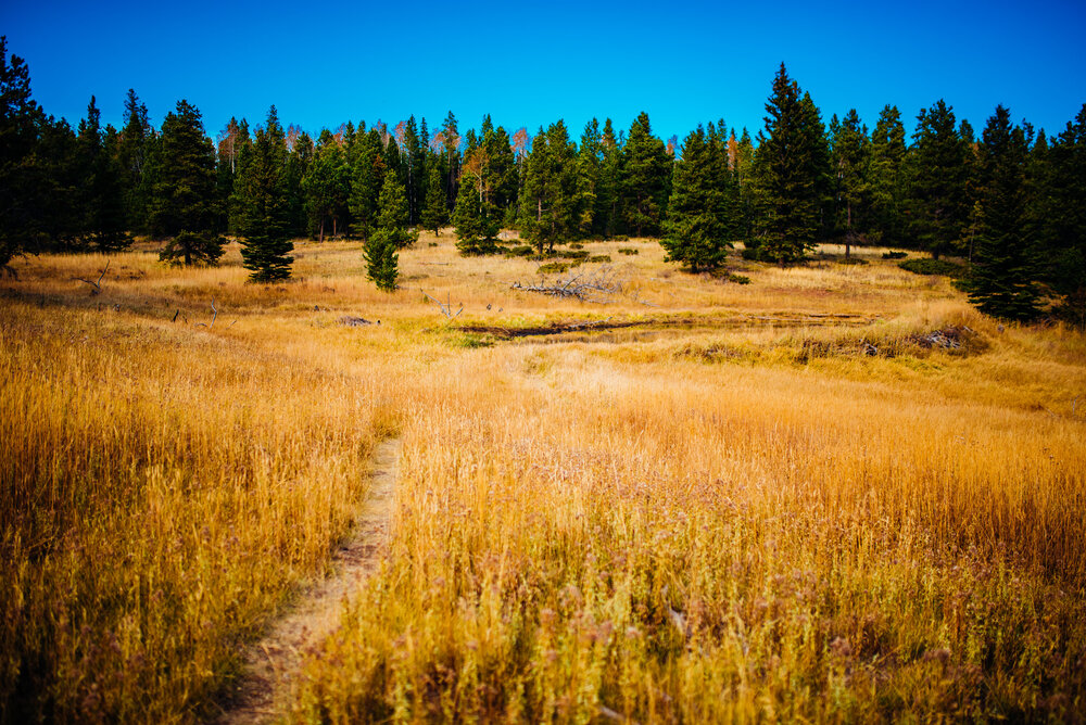 The path leads through the aspen grove to a small beaver pond, long since abandoned by the critters.