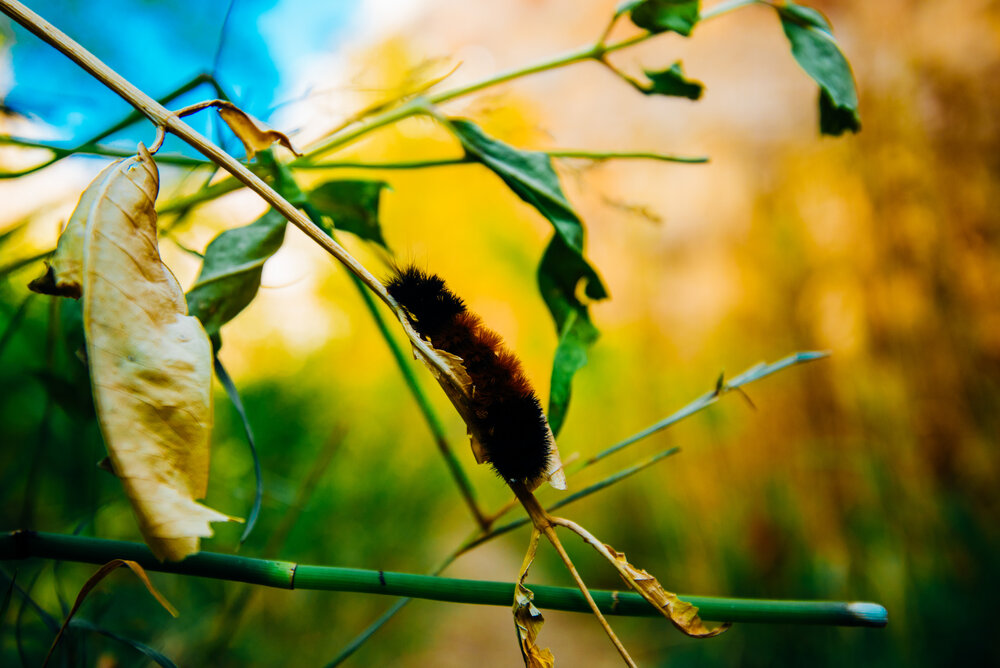 A caterpillar crawls calmly across a branch that found itself draped across a section of the trail.