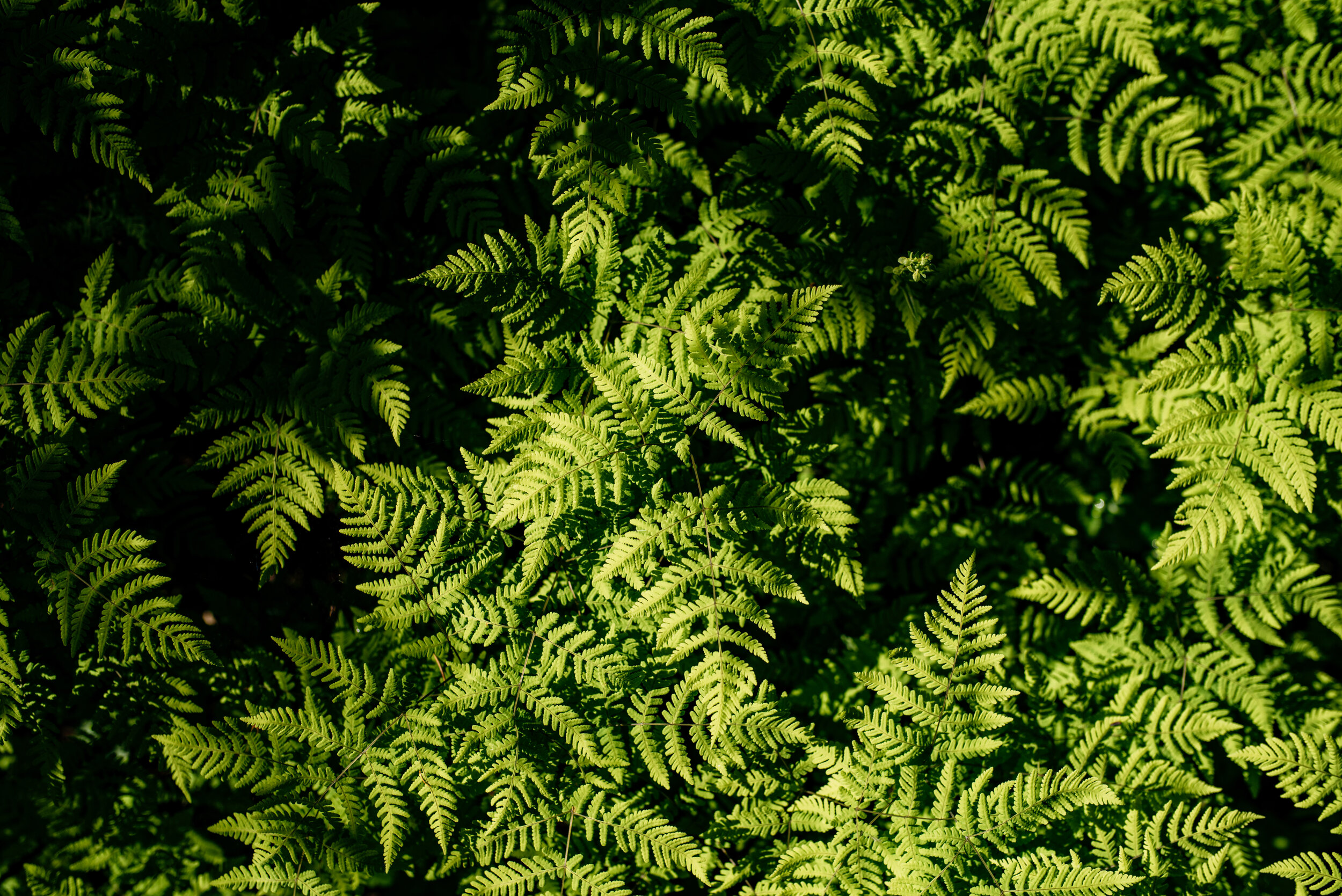  Just some of the amazing &amp; eye-catching patterns I’ve noticed out in nature. Pretty neat, eh? 