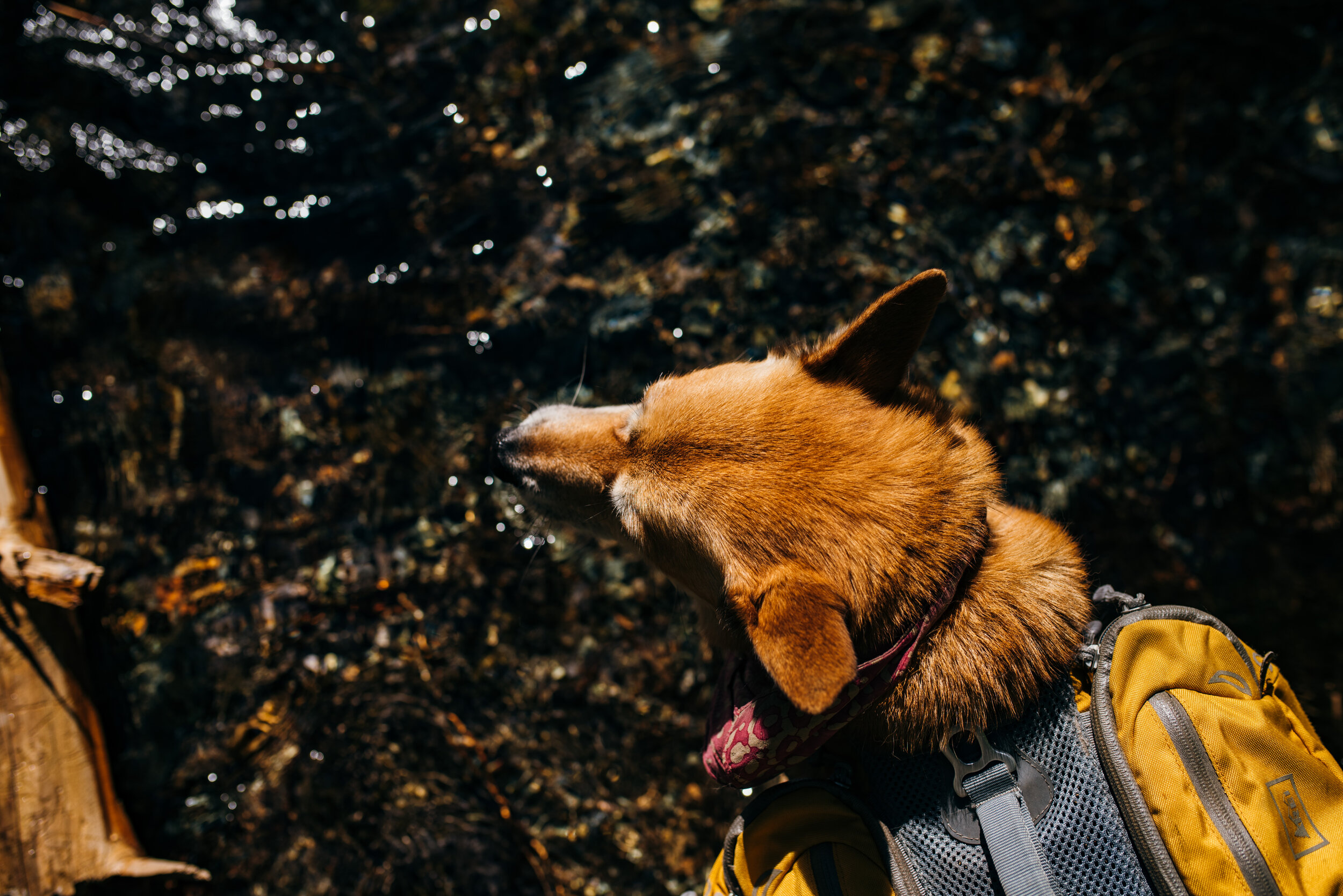  Mona Lisa Priestley keeps close watch on aforementioned Holly C. Priestley to make sure she is OK before continuing down the trail. 