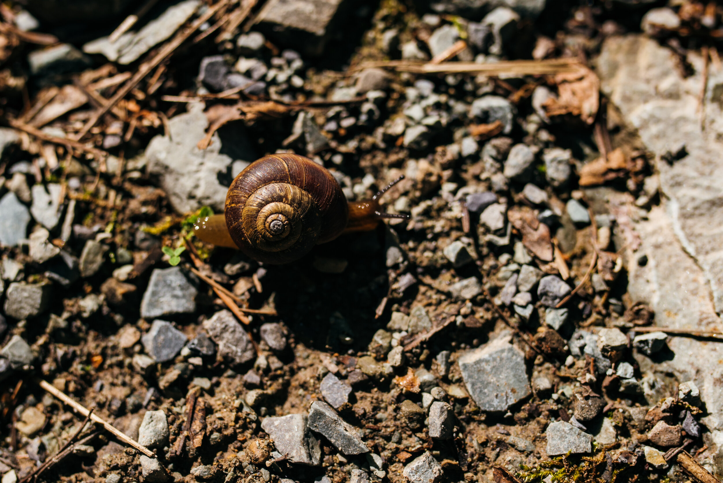 Just a lil guy tryna make his way across the trail. Glad I didn’t squish’m!