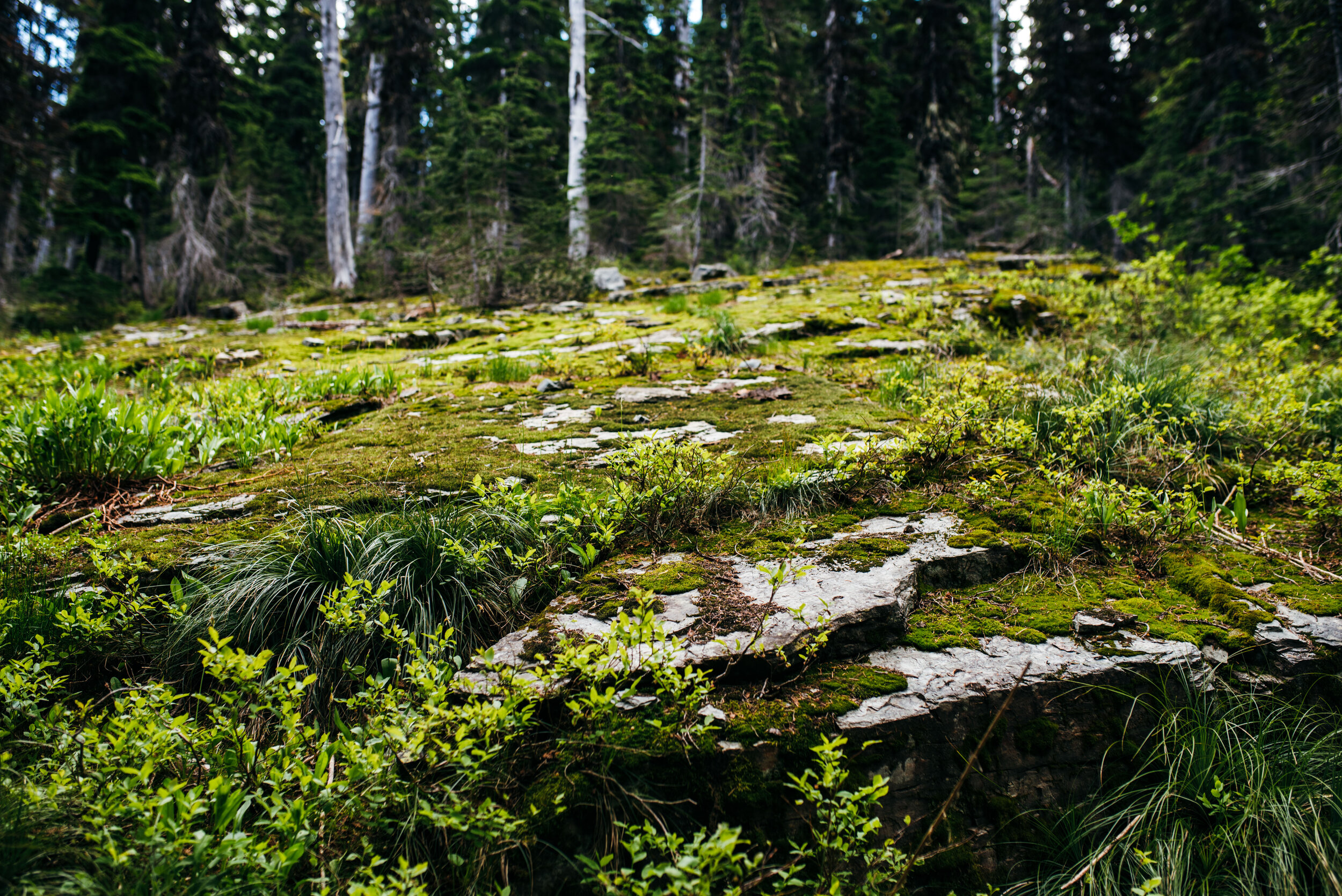  This moss is coming in quite nicely on the rock face here. Coming from the desert, seeing all the green never gets old. 