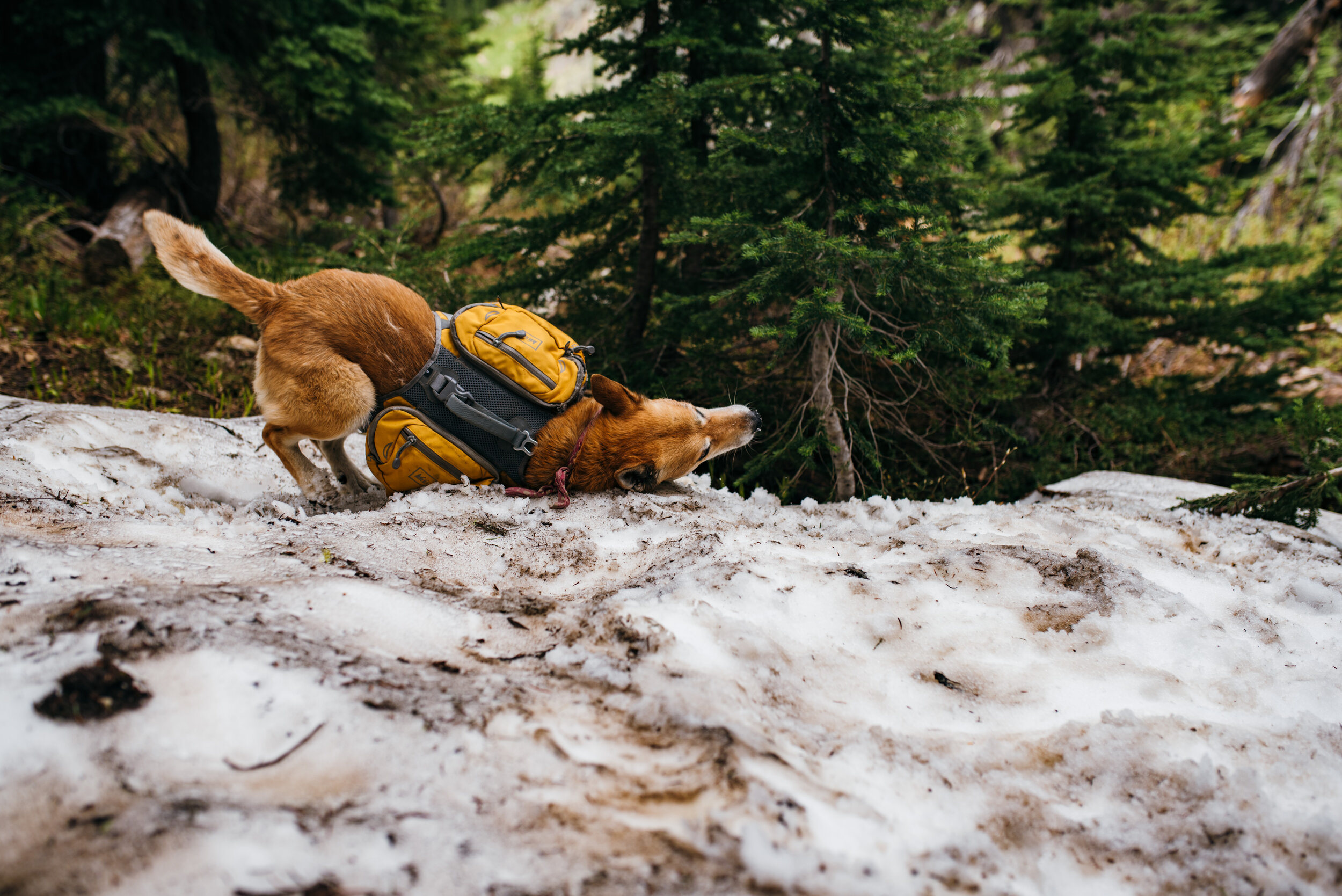  Fun fact: Lisa is really just a snow pup in disguise. She loves it! 