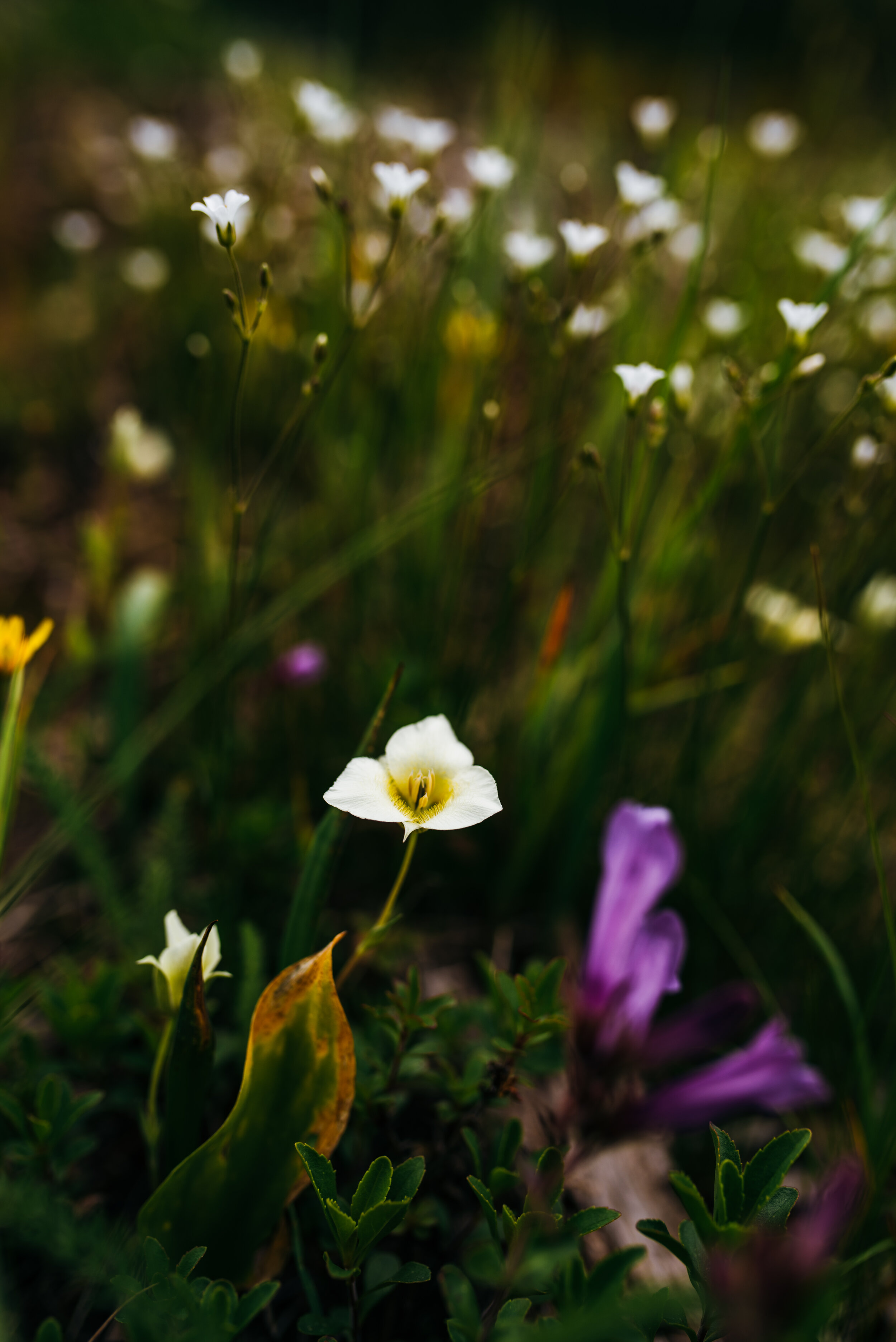 Copious amounts of beautiful wildflowers were everywhere!