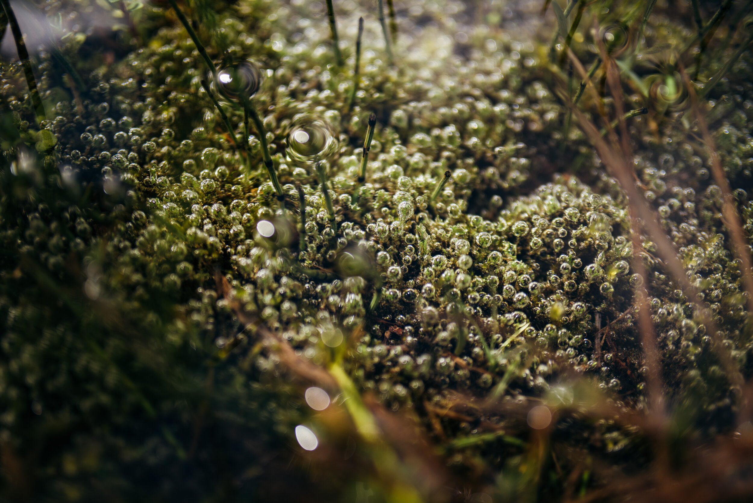 Probably one of the cooler things I saw at the lake, hundreds of air pockets under the surface!