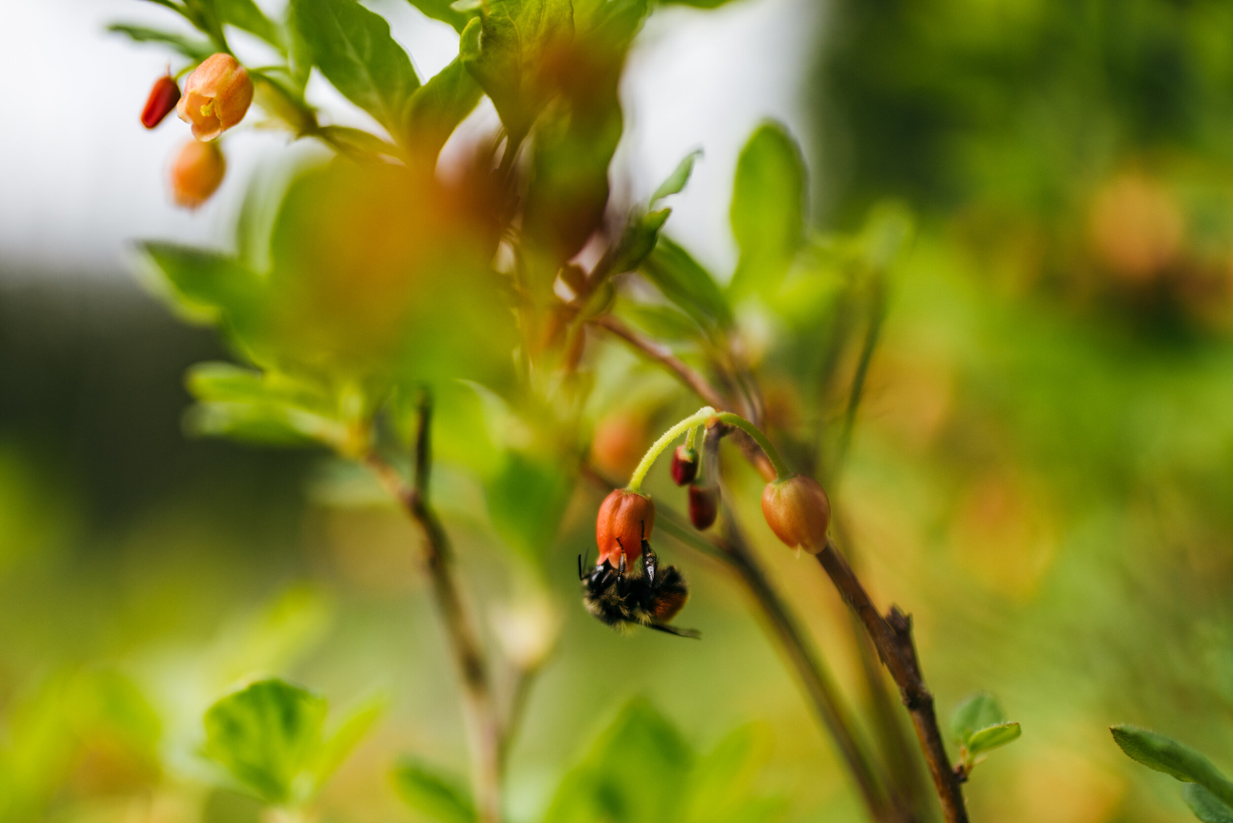 Bees were buzzing around the site, collecting nectar to provide the world with delicious honey. And they’re Holly’s favorite so we spent some time photographing them for a hot minute.