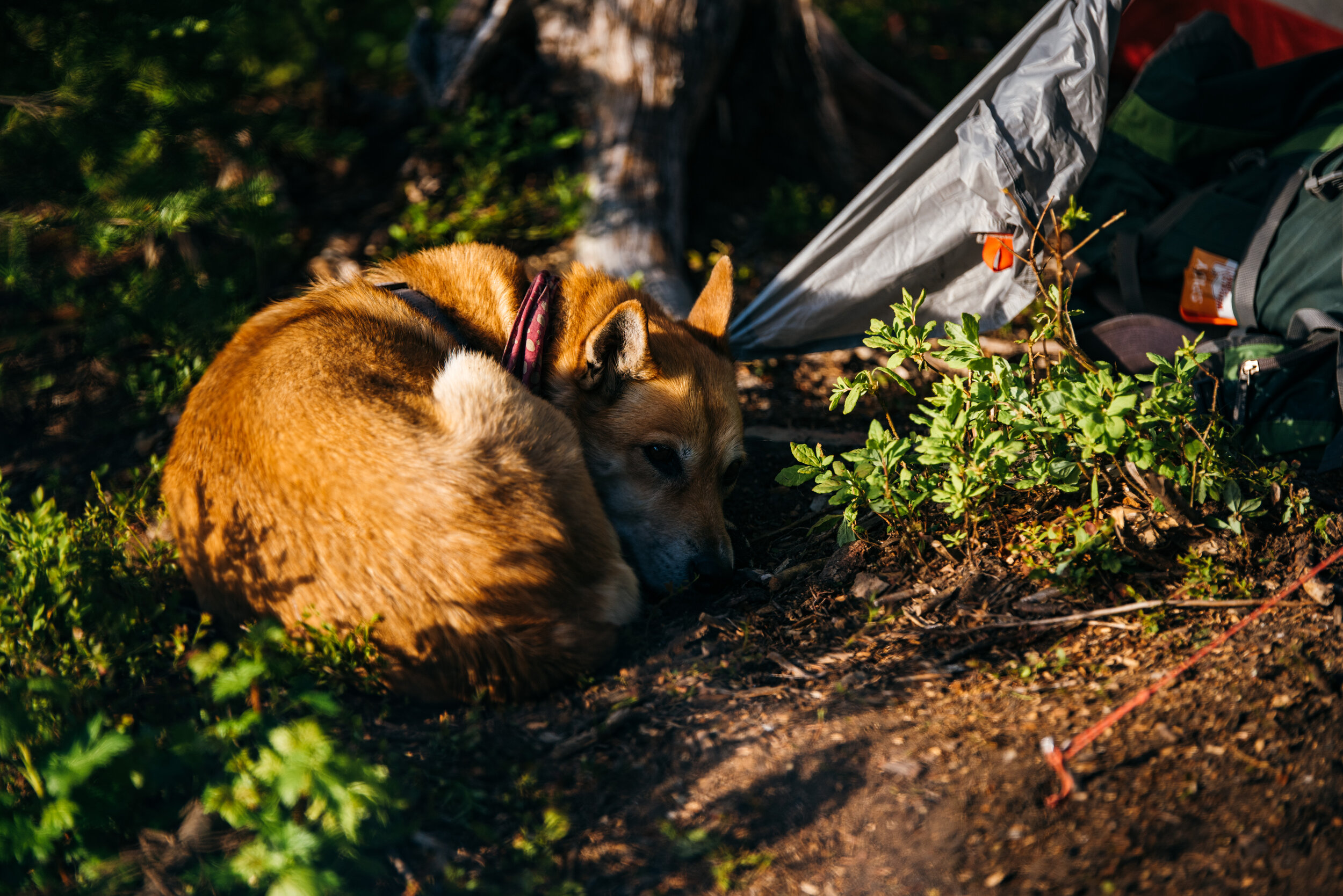 Lisa looking real adorable & also she wants into the tent so badly in this shot. It was nearing her bedtime & she was upset she couldn’t take herself to bed (inside), though we had her bed out for her & everything.