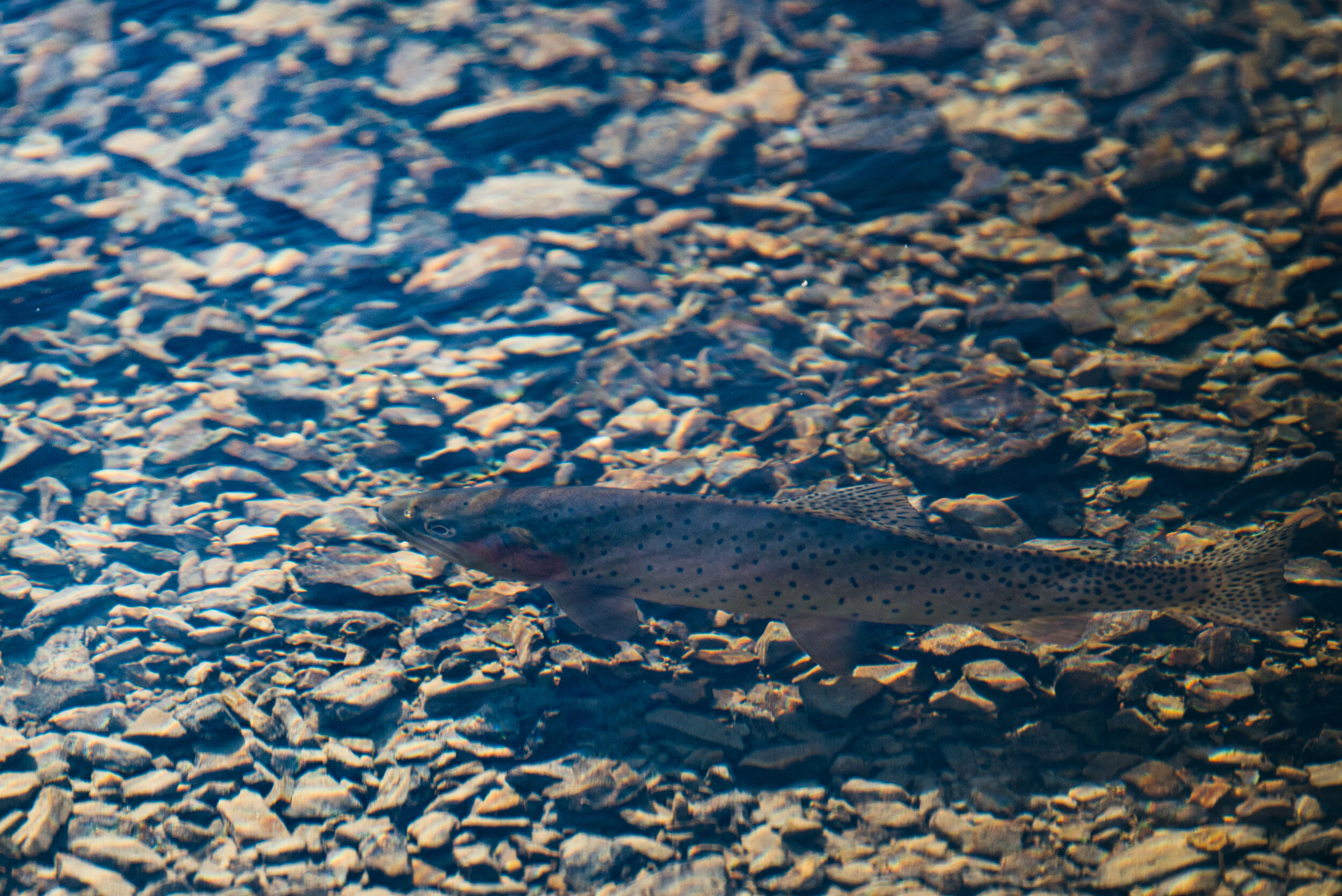  This fish did not like that pun. 