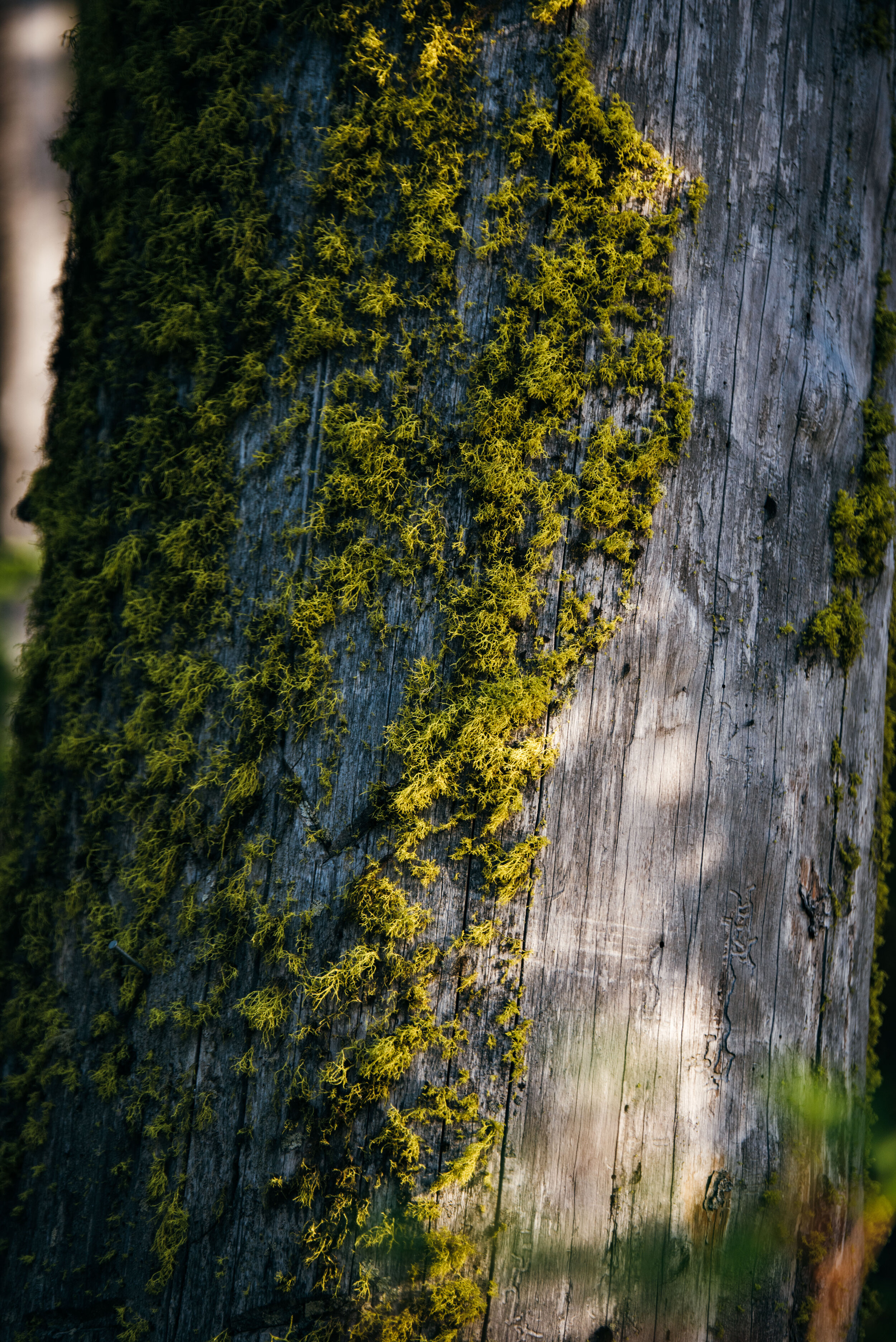Have you ever seen such regal lichen? Majestic.