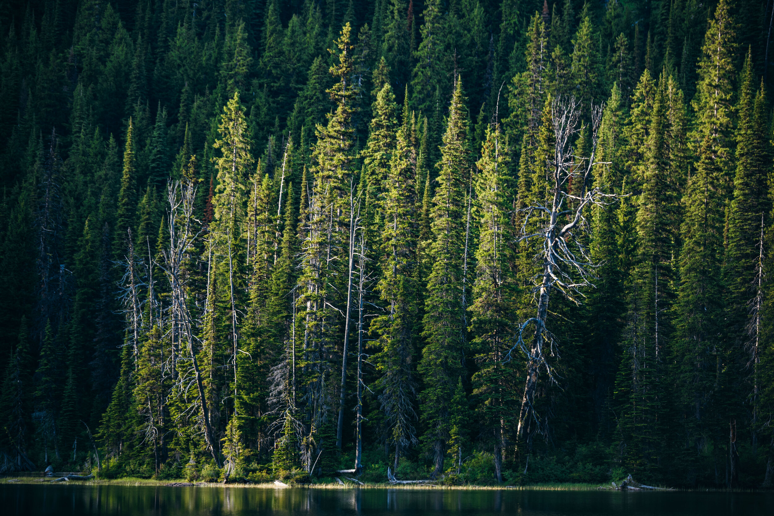 Guess who’s camera died before he could get the moose shot! This is the spot it popped out then proceeded to swim across the whole lake the next morning. Holly got some good ones though!