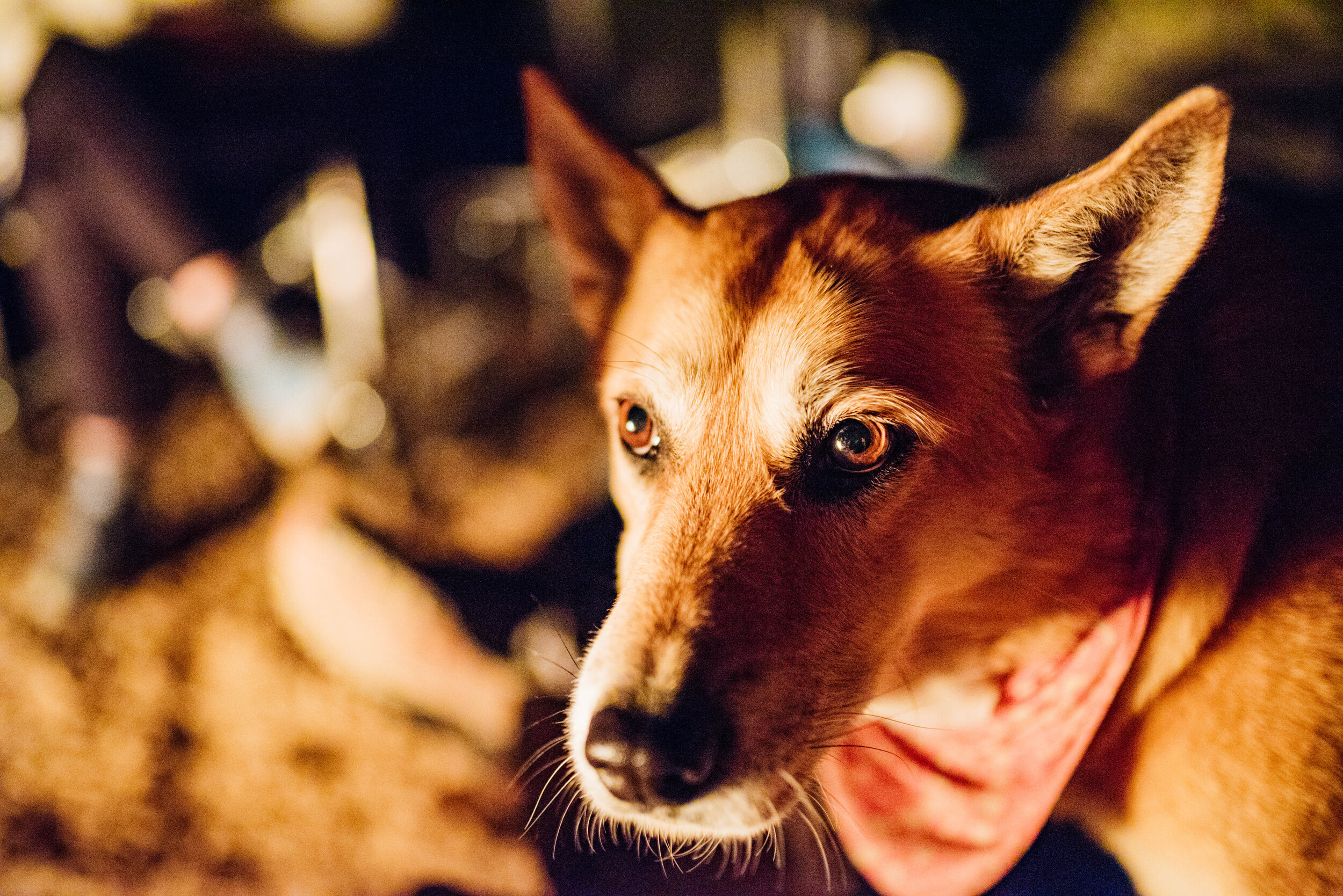  Another van pup. 