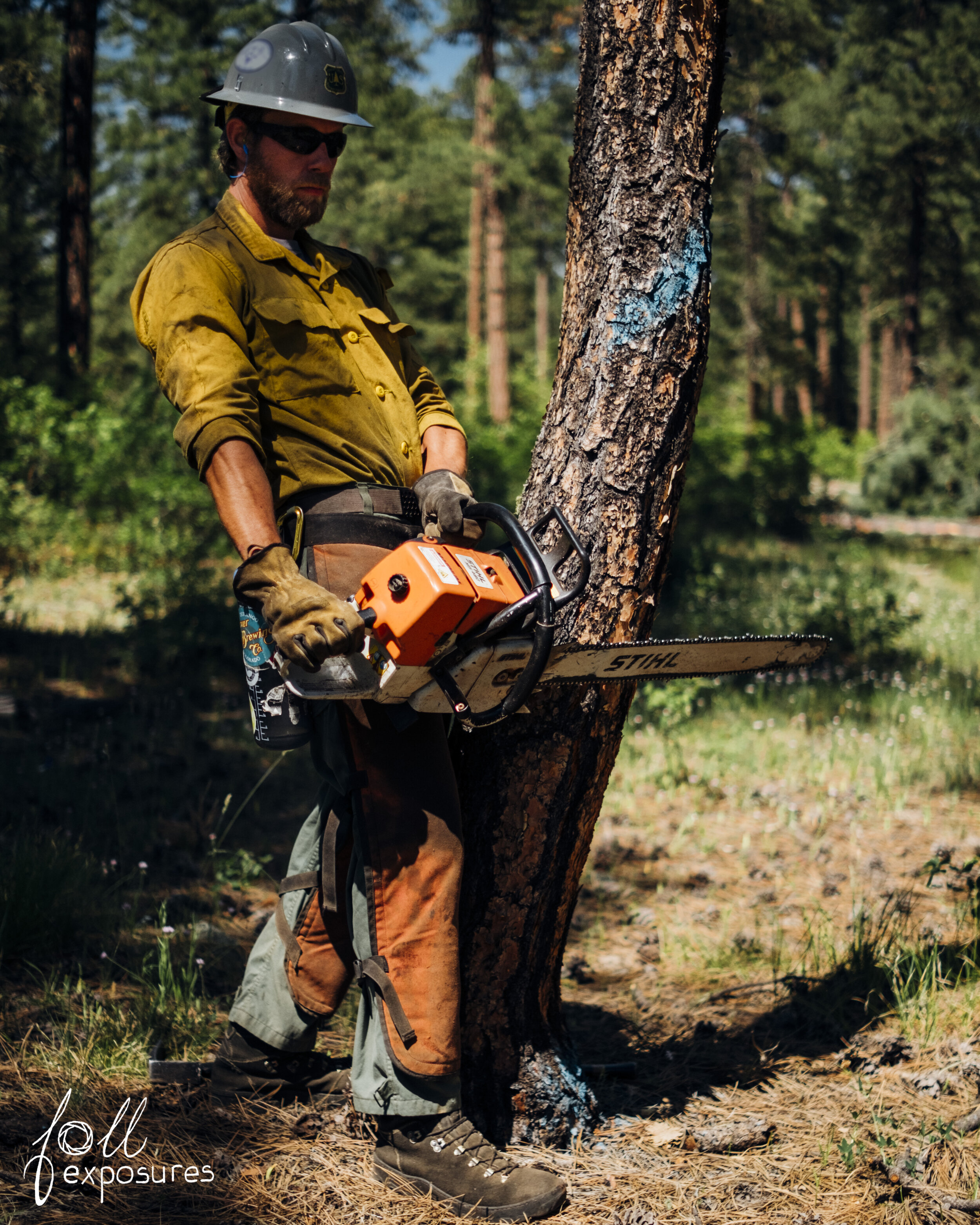  Dustin performs his sloping cut on said tree, aiming with his gunning sight to drop it exactly where he wants. 