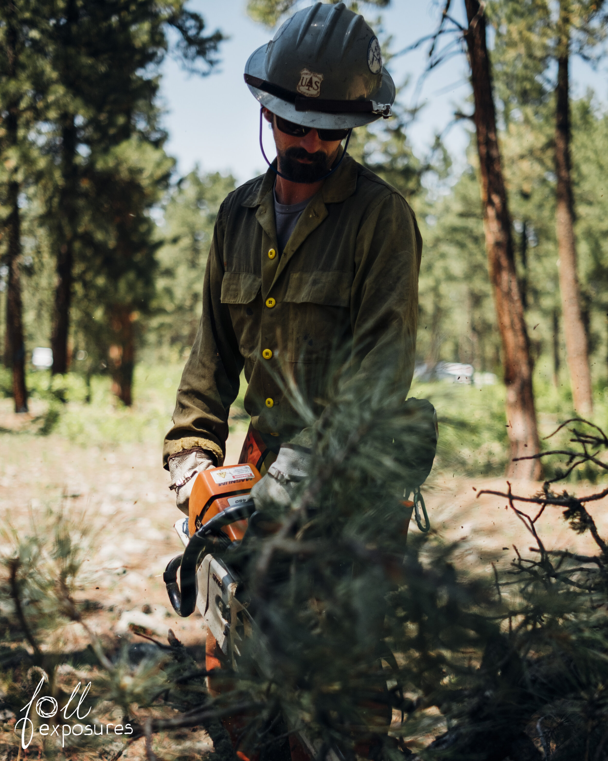  Once the tree hits the ground, we cut off the limbs, leaving just the trunk. It will be easier to skid out, if need be. 