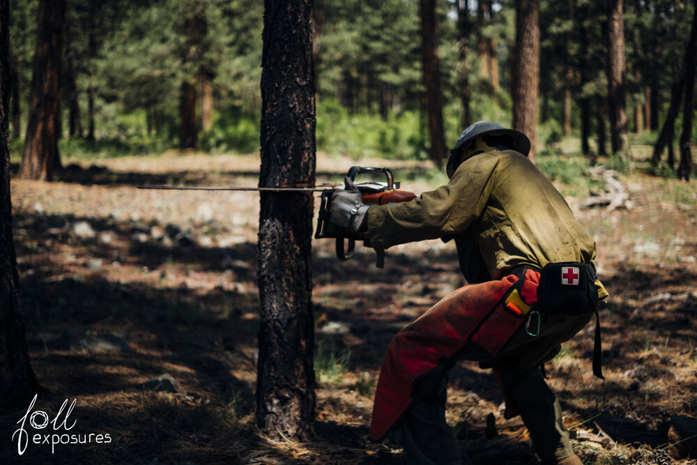  Jack lines up his back cut on a project tree. 