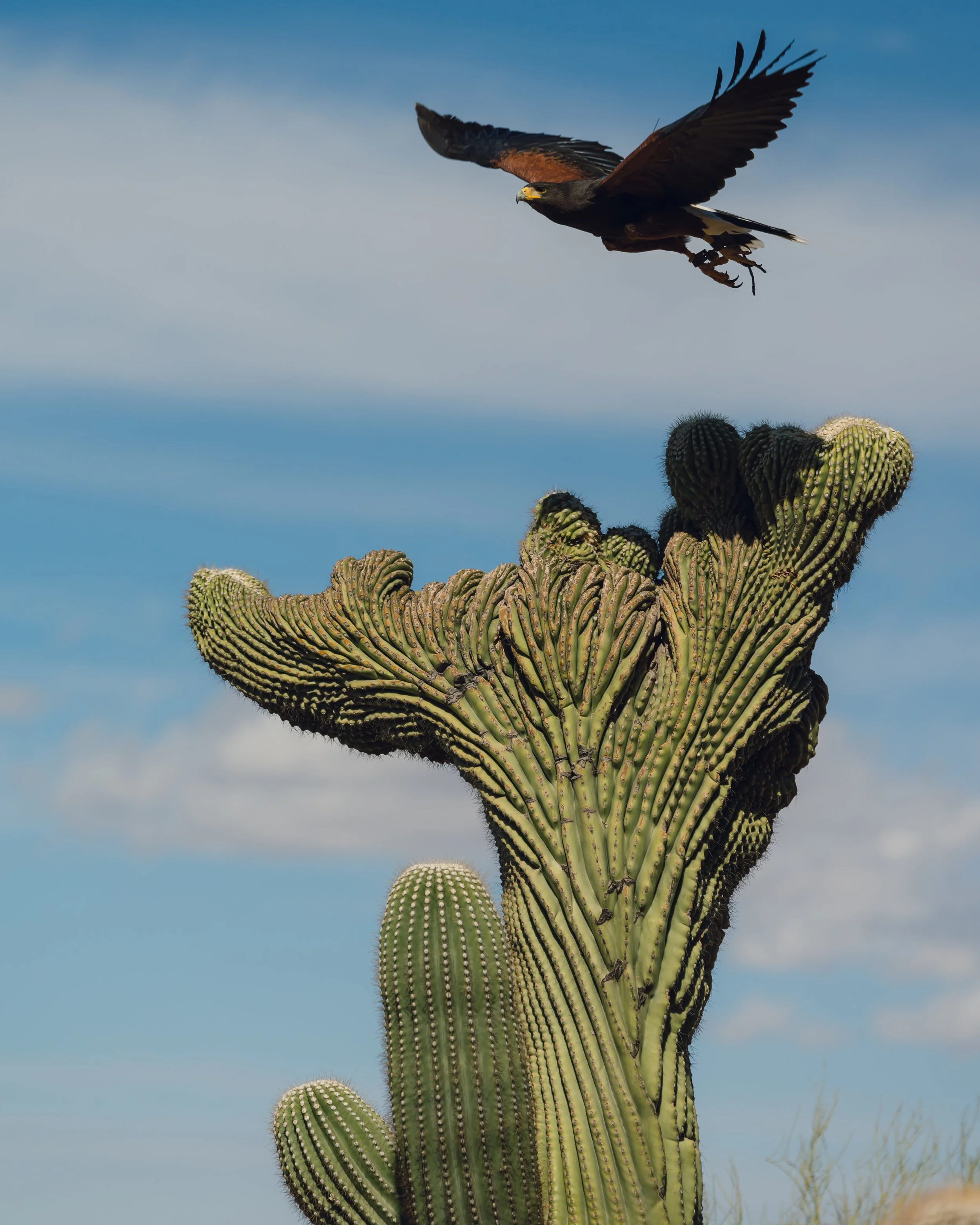 A bird of prey flying above a large desert cactus with a blue sky and some clouds in the background.