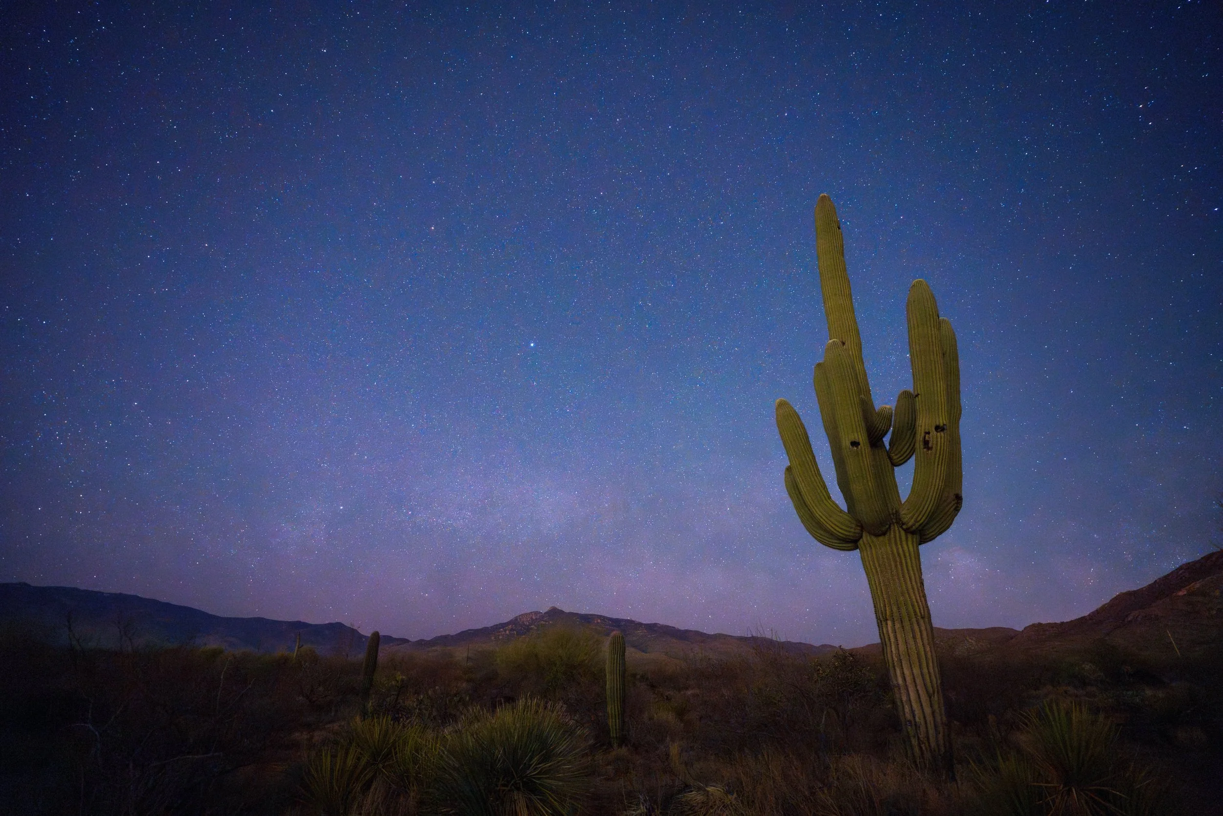 A desert landscape at night with a large saguaro cactus in the foreground and stars shining brightly in the sky.