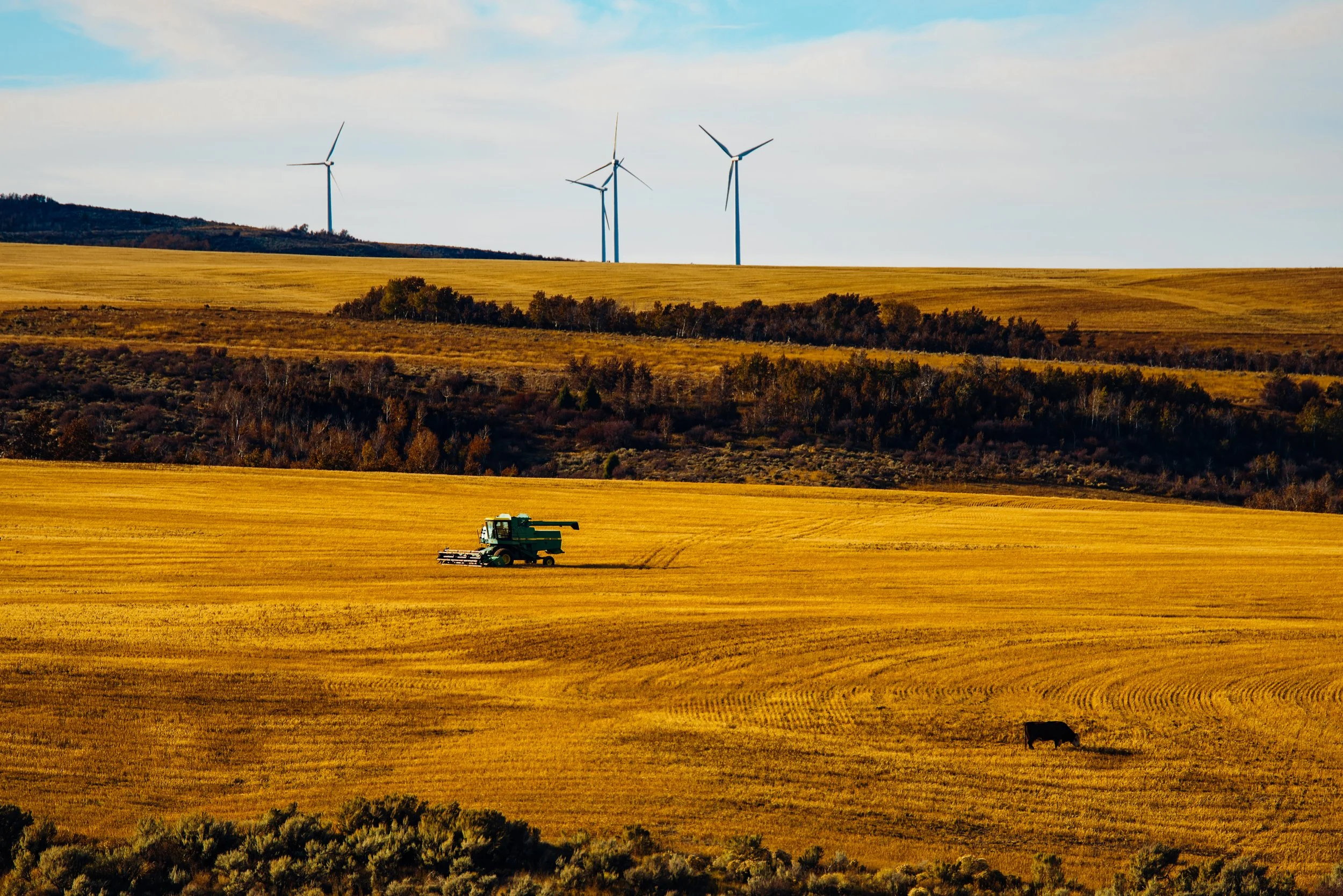 A golden wheat field with a black cow grazing, a green combine harvester working, and wind turbines on the horizon against a sky with clouds.