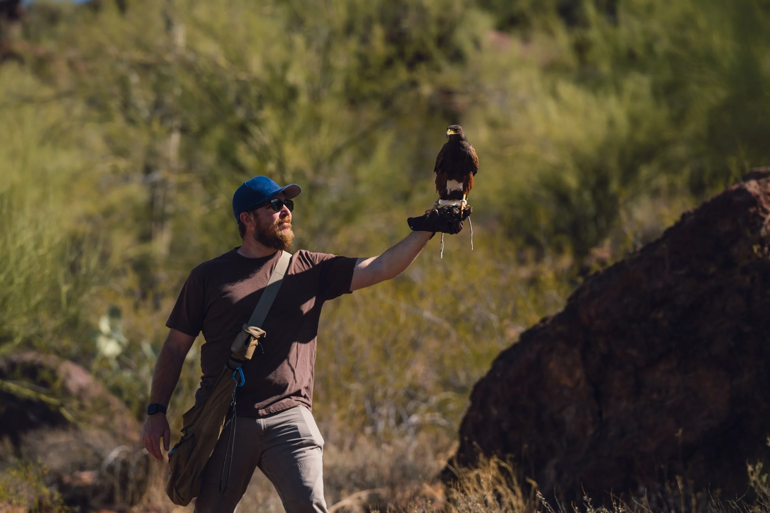 A man wearing sunglasses, a blue hat, and casual outdoor clothing holds a bird of prey on his gloved hand in a desert landscape with bushes and rocks.